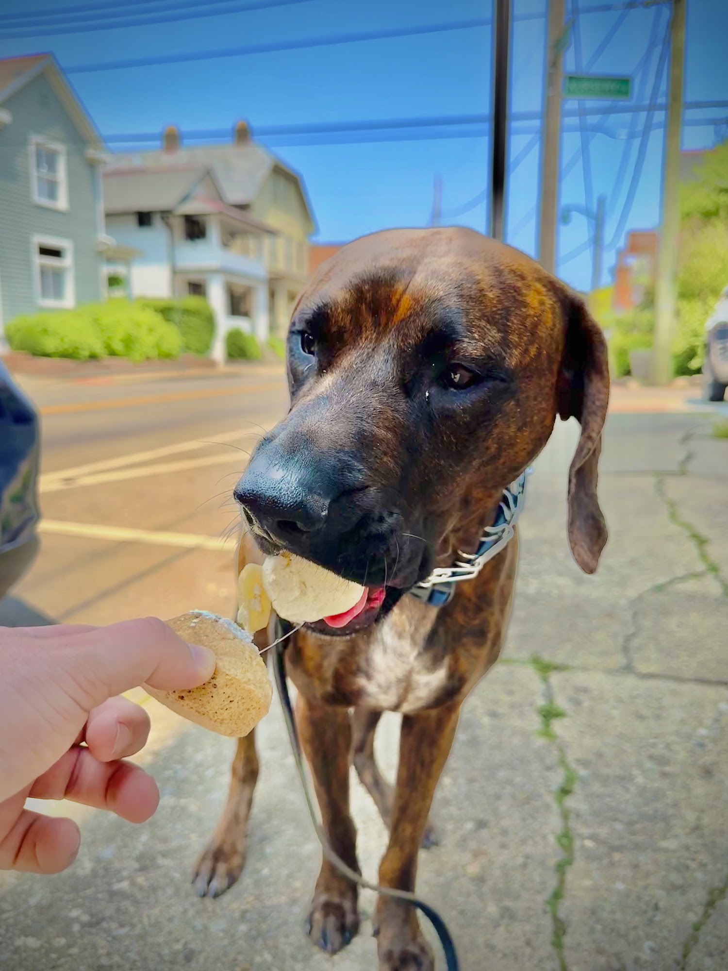 The Cakehound Columbus