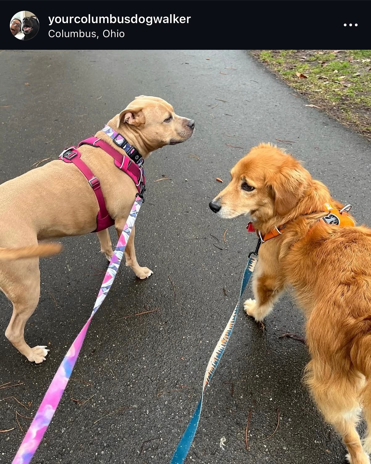 The Cakehound Columbus