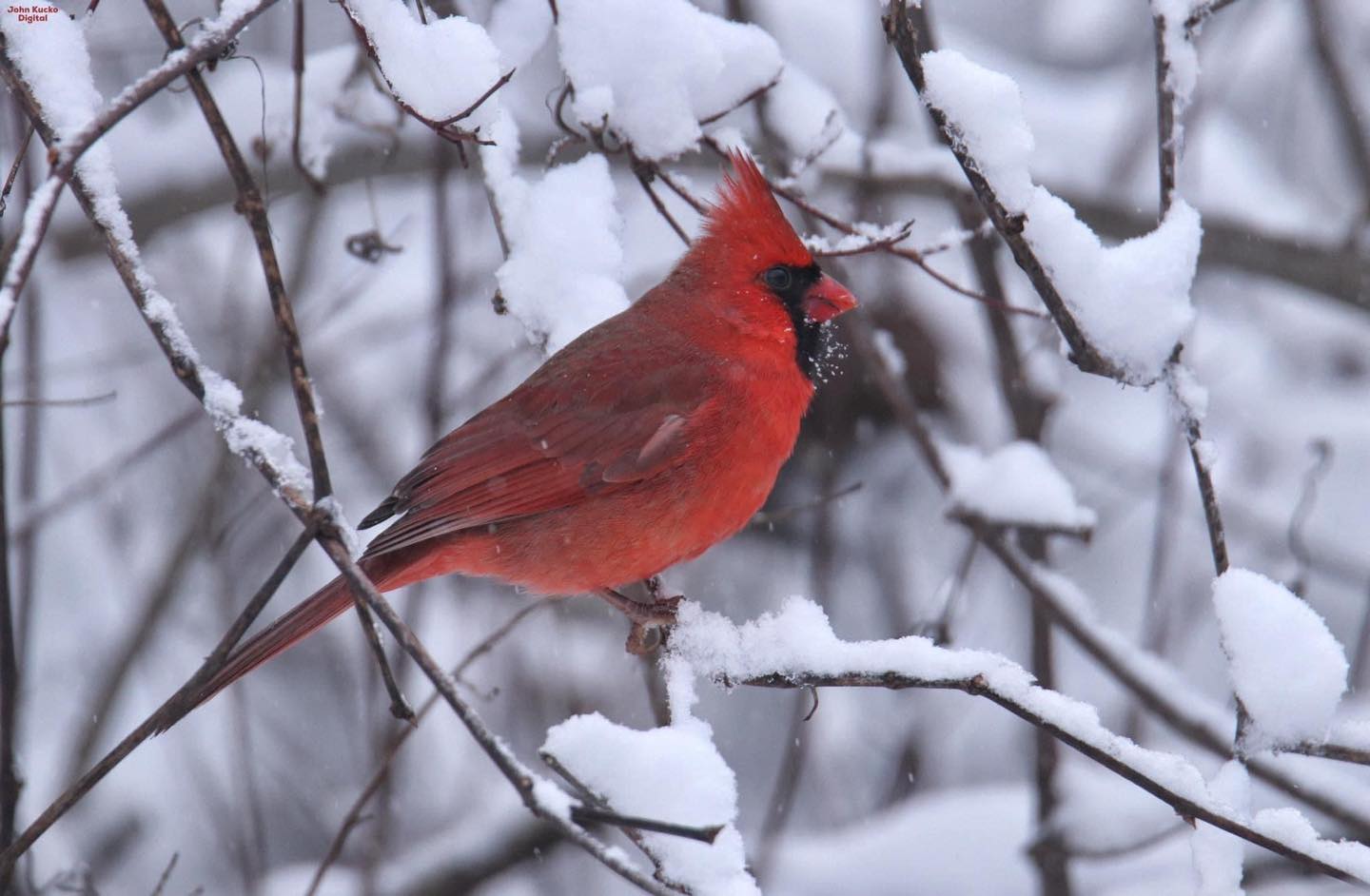 Cardinal Termite & Pest Control