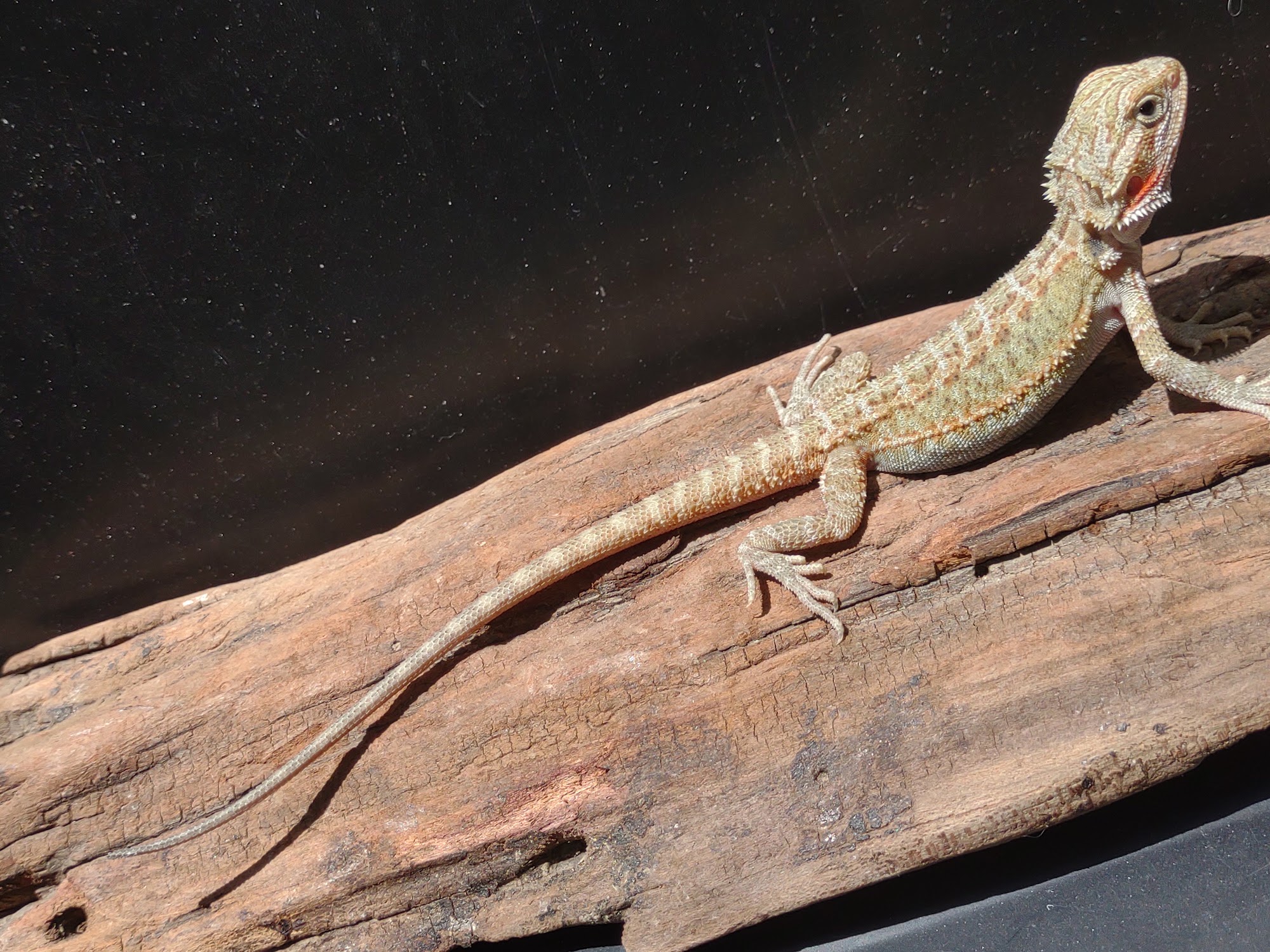 D.K.reptiles and more Columbus