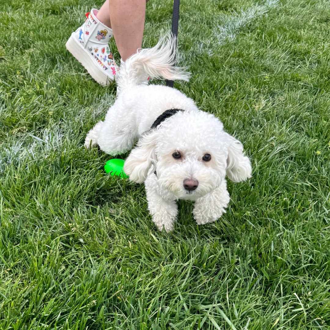 CityPets614 Animal Hospital Columbus