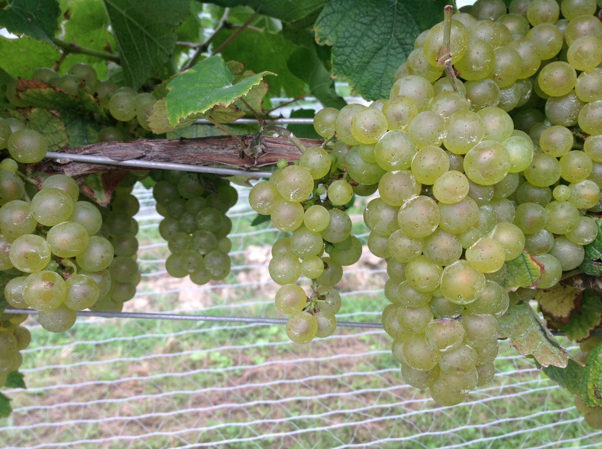 Tarsitano Winery & Vineyards Menu