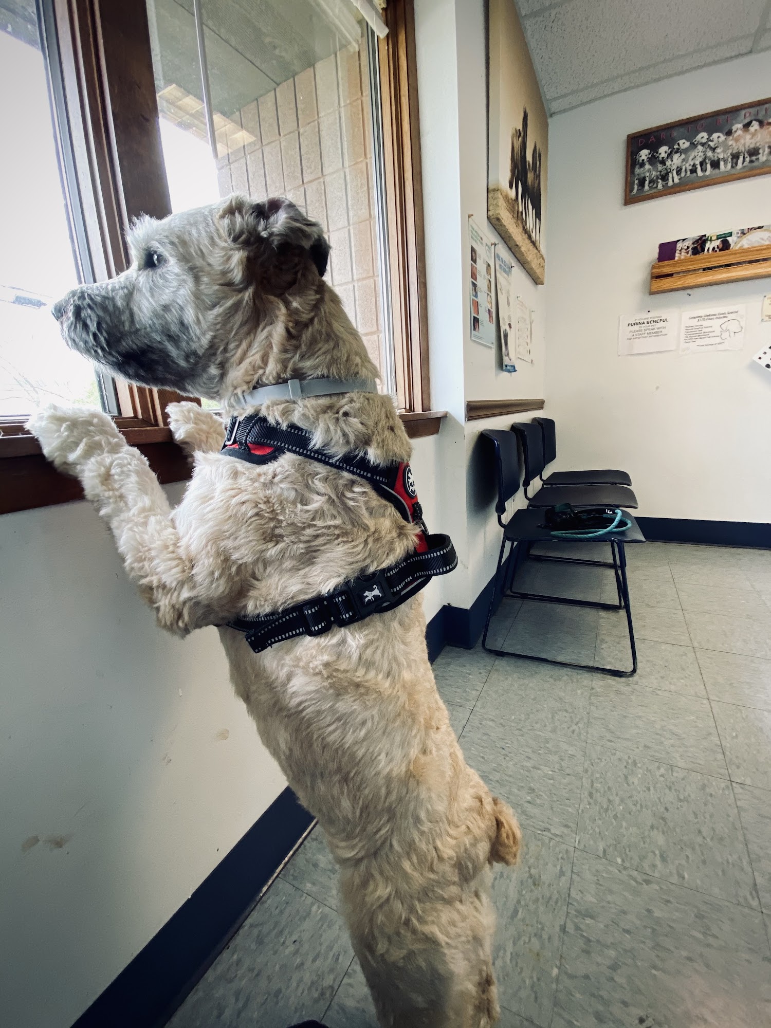 Pet Vet Animal Clinic Copley