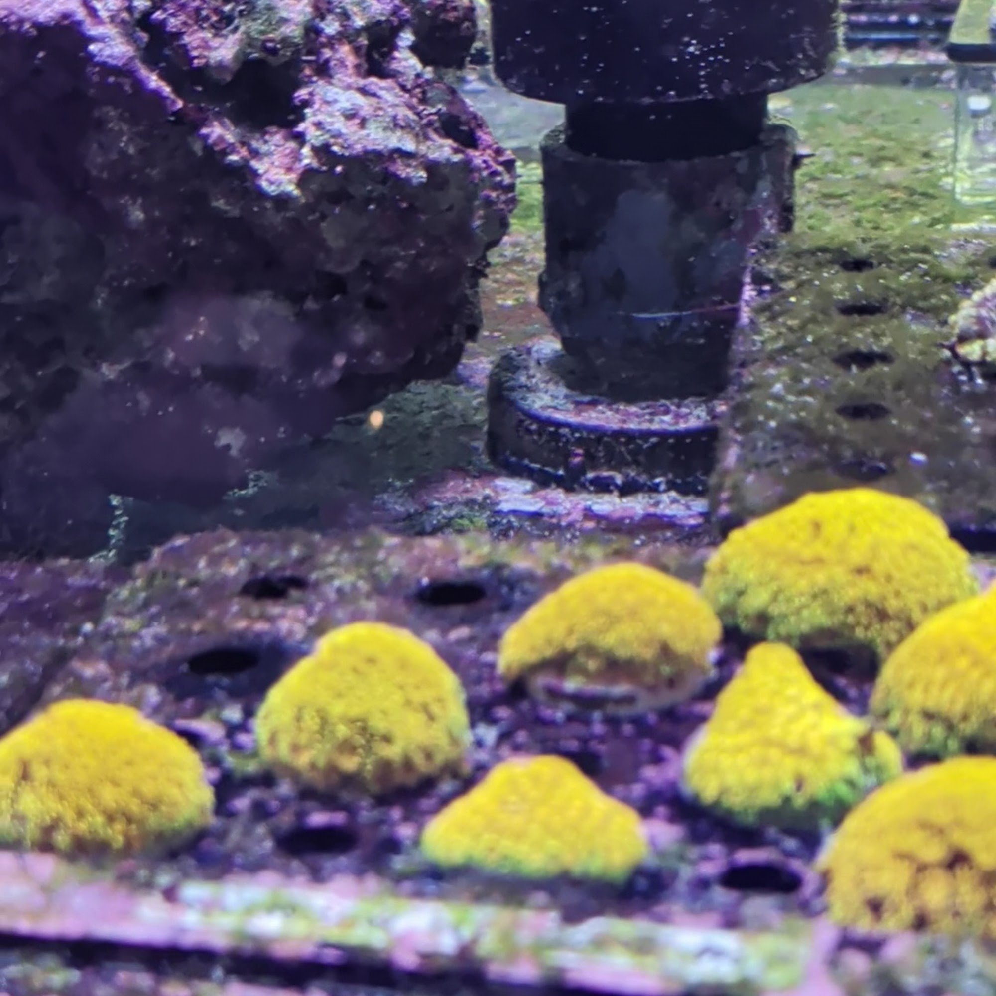 Tidal Gardens Copley