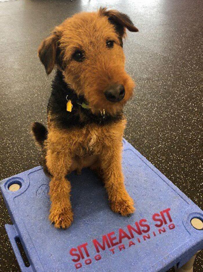 Sit Means Sit Dog Training Cleveland & Akron Copley