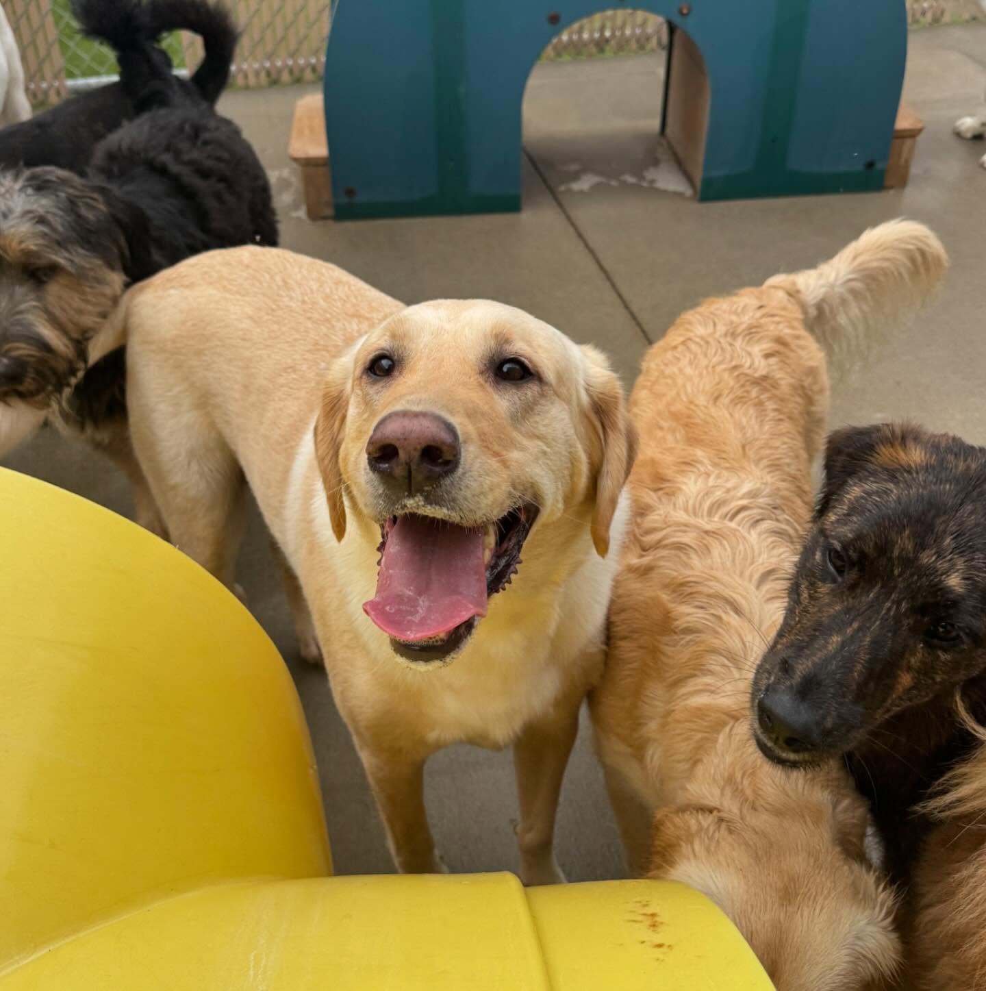 Happy Paws Pet Resort Copley