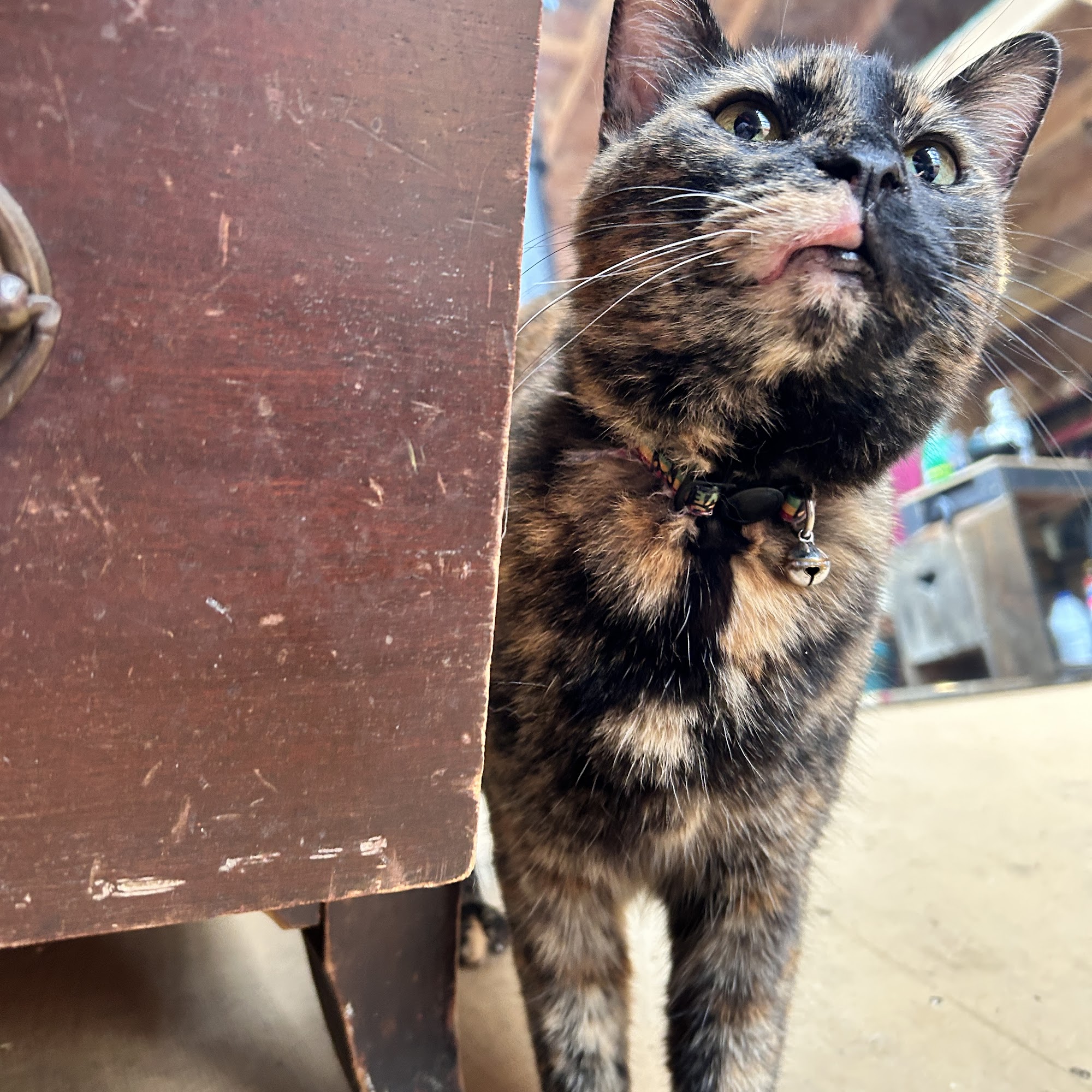 Western Reserve Vet Hospital Cortland