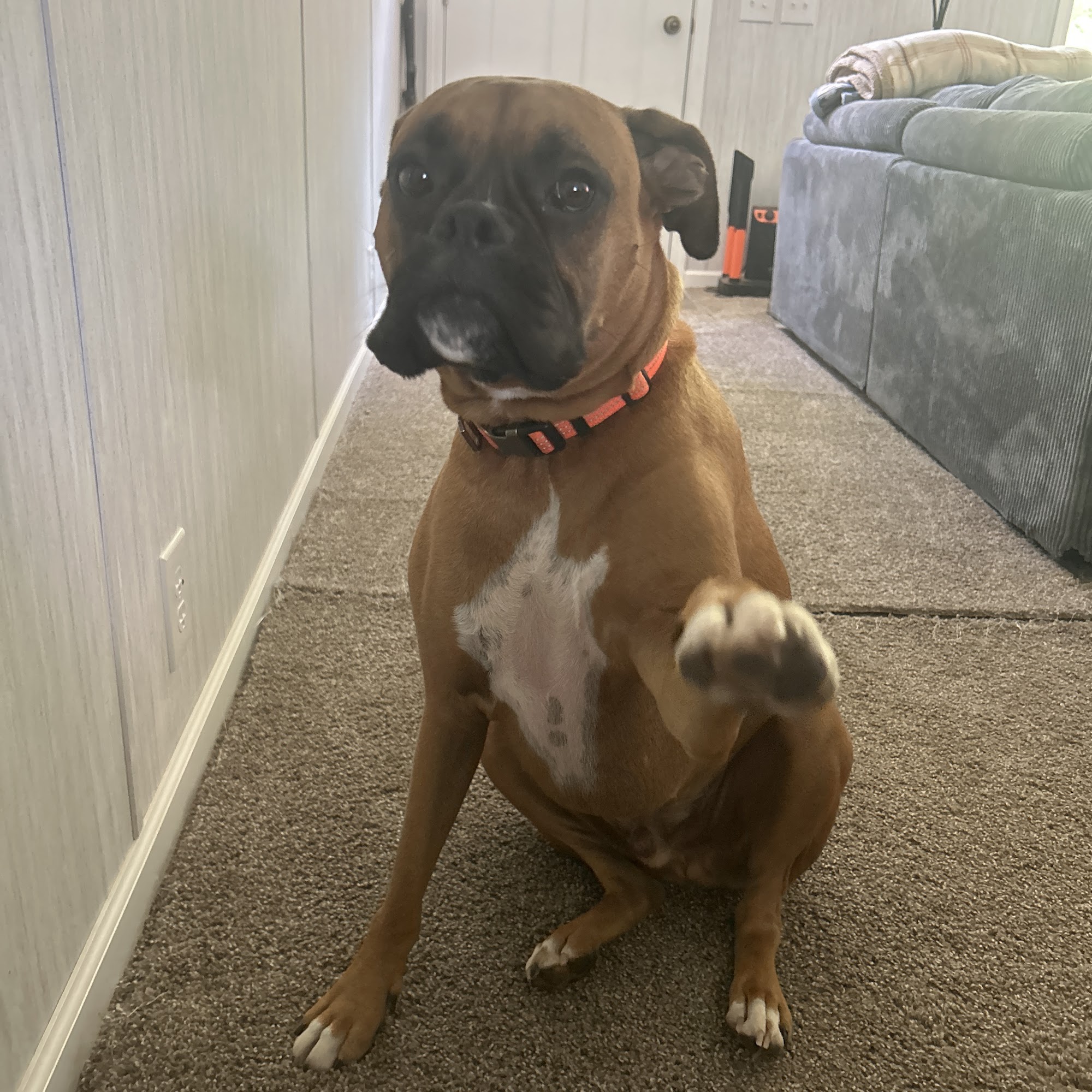 A-1 Vet Care Coshocton