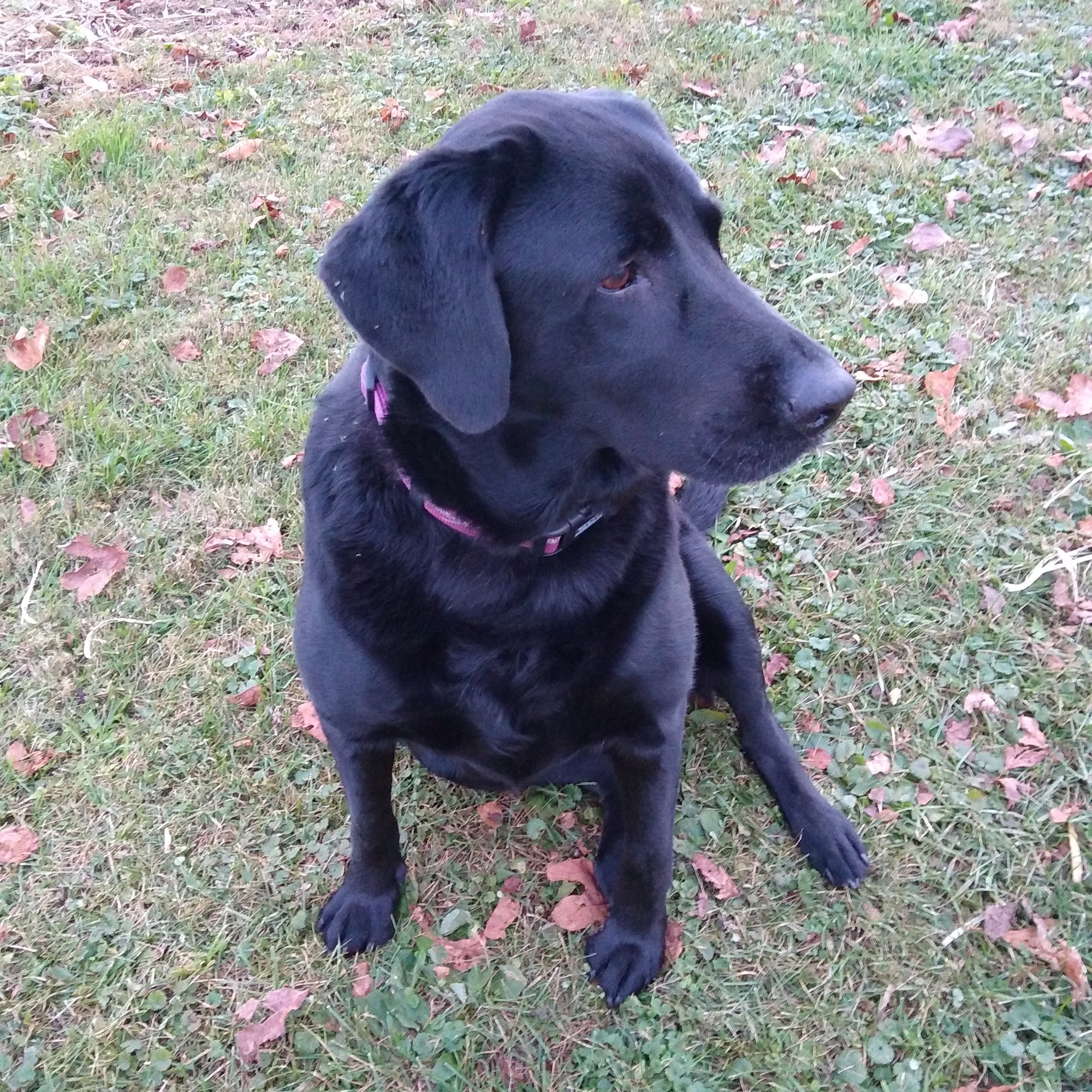 Nicely Christy L DVM Coshocton