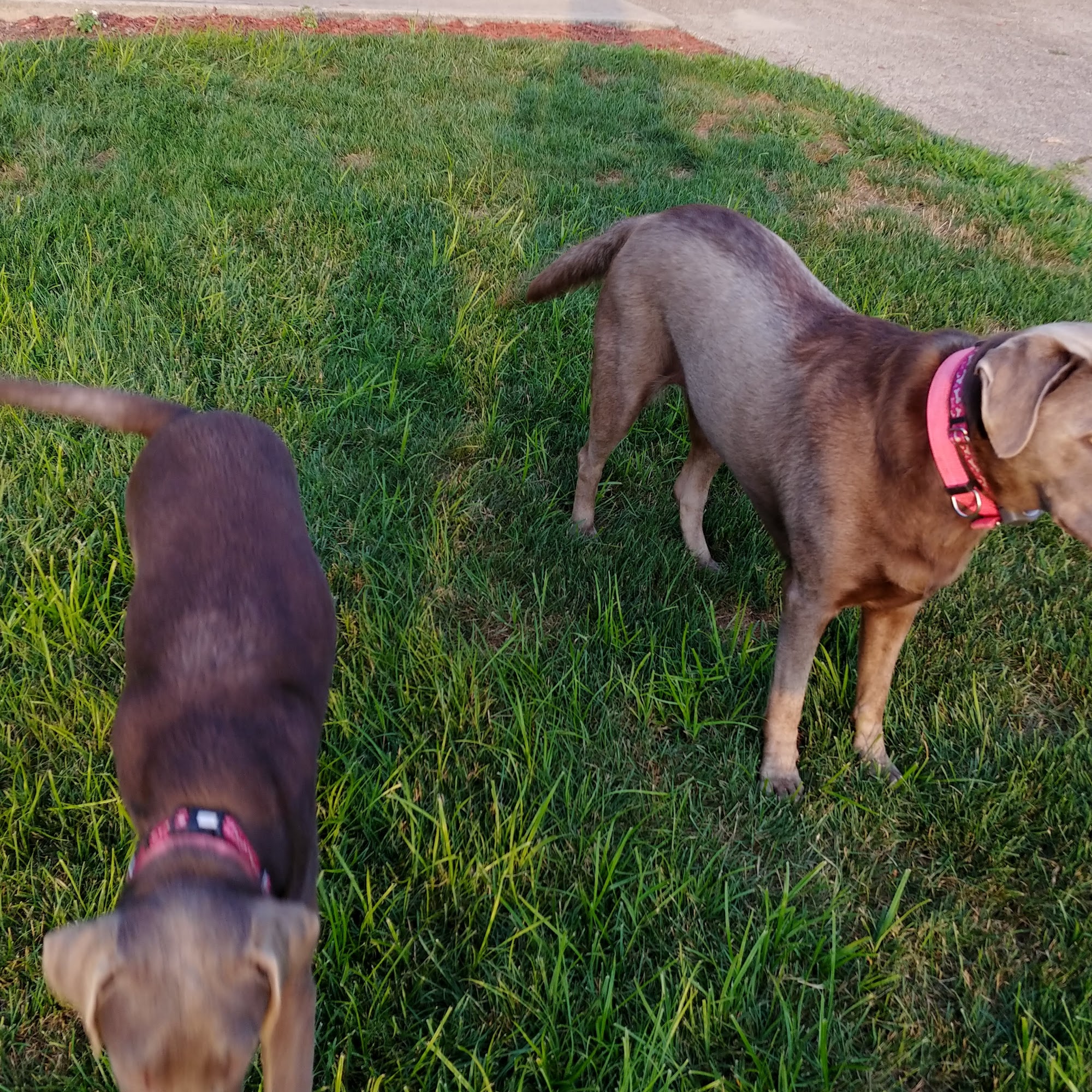 A-1 Kennel Care Inc. Coshocton