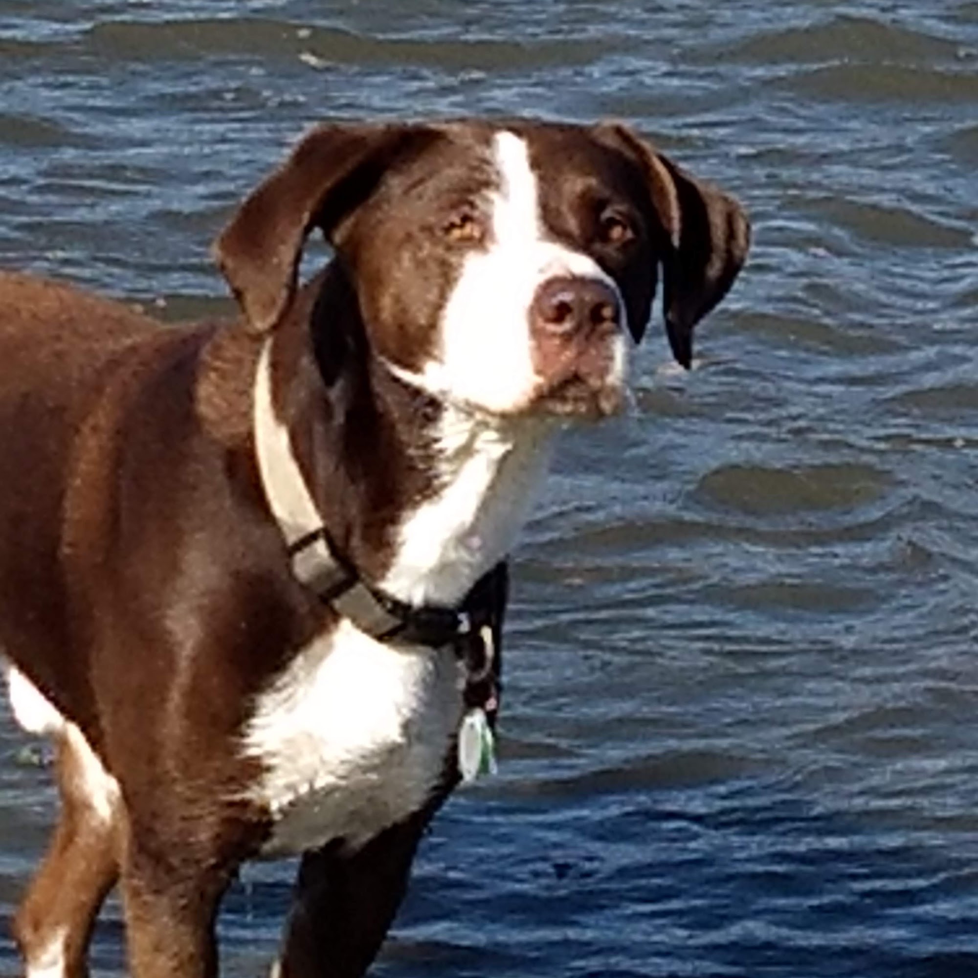 Pineview Kennels 3435 Otsego Pike, Custar Ohio 43511