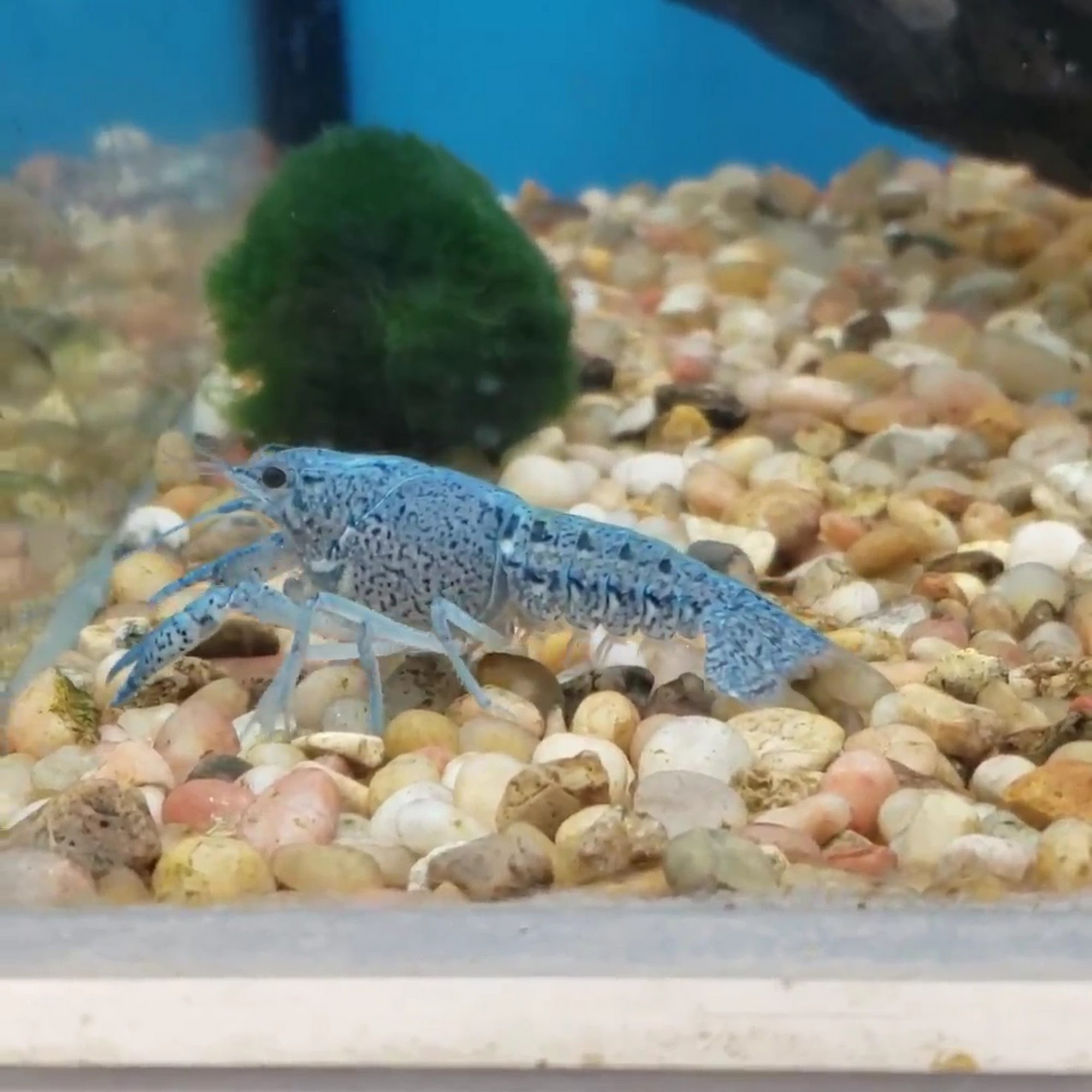 Pet Supplies Plus Cuyahoga Falls Cuyahoga Falls