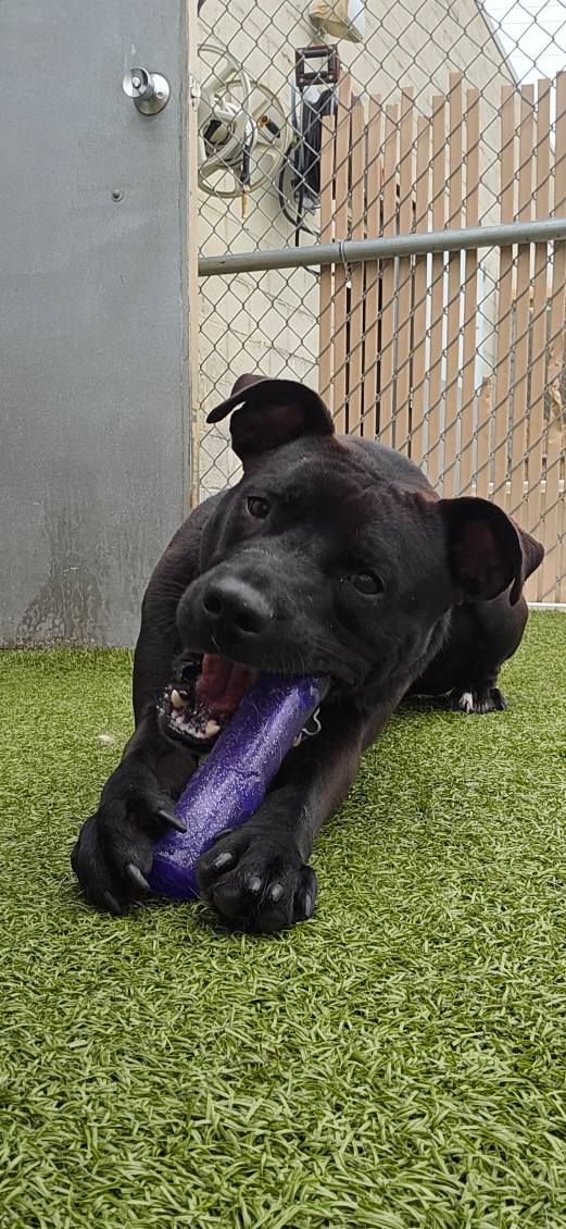 Camp Bow Wow Cuyahoga Falls