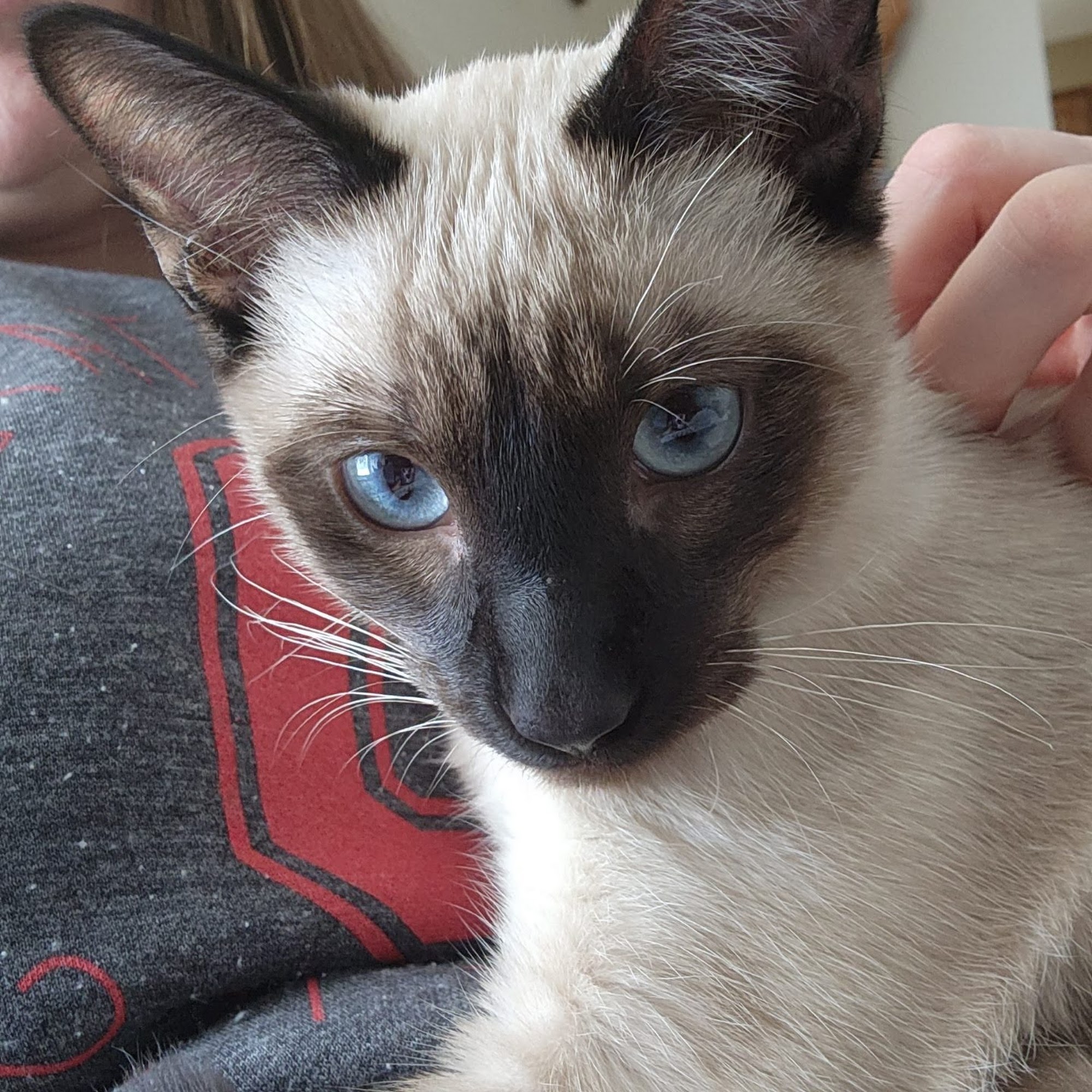 Pet Guards Clinic: A Cuyahoga Falls Veterinarian Cuyahoga Falls