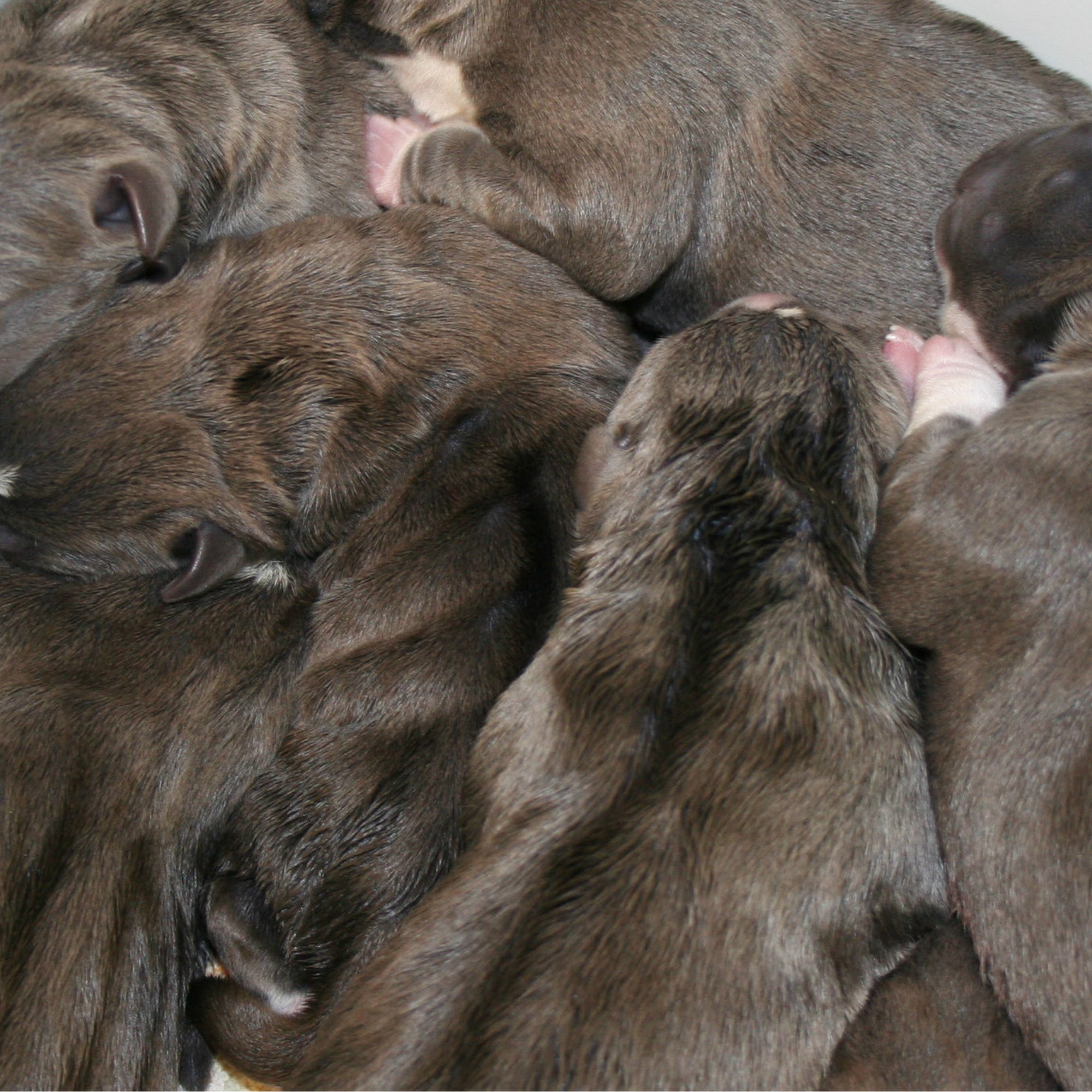 Cuyahoga Falls Veterinary Clinic Cuyahoga Falls