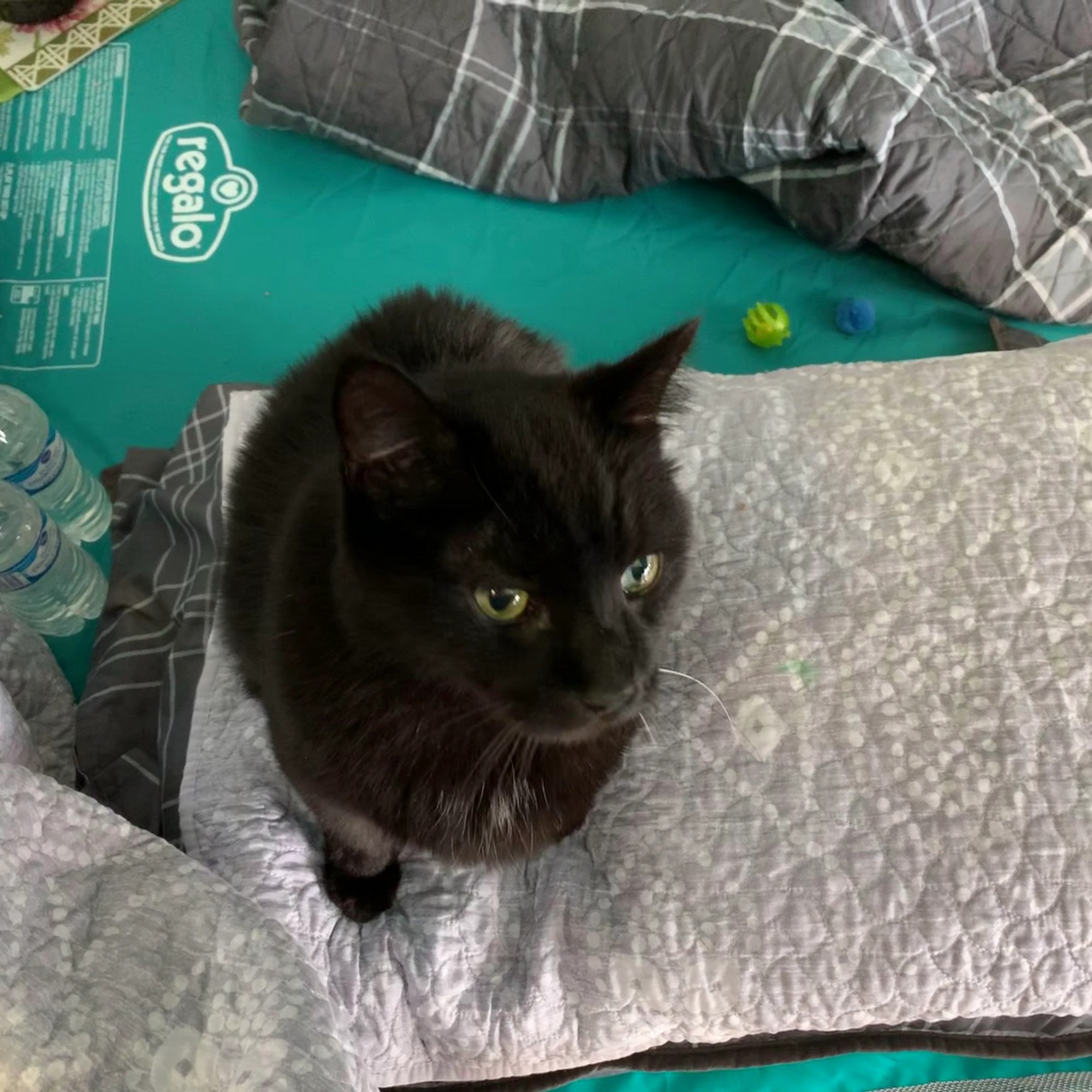 Suburban Veterinary Clinic Dayton