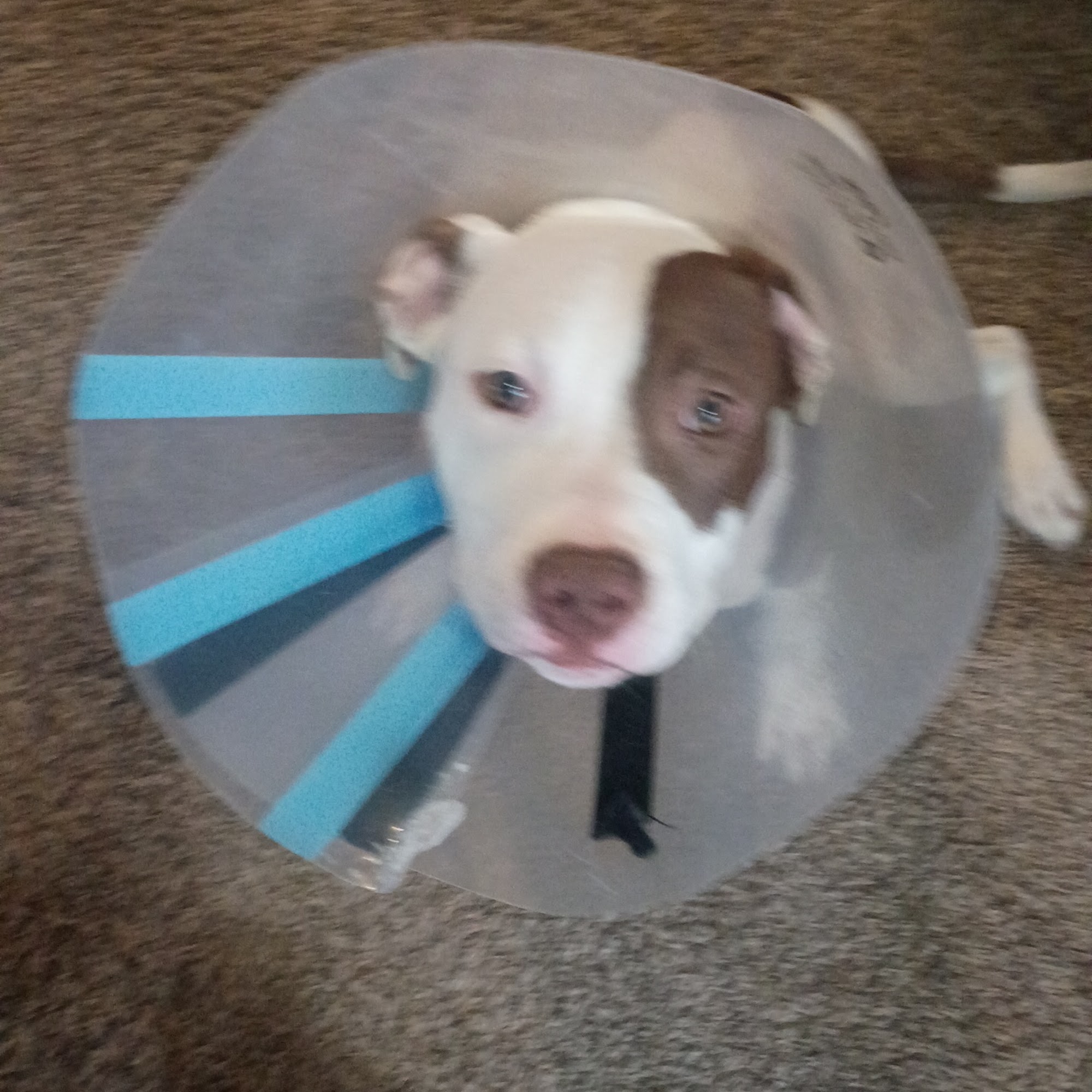 Huber Heights Animal Hospital Dayton