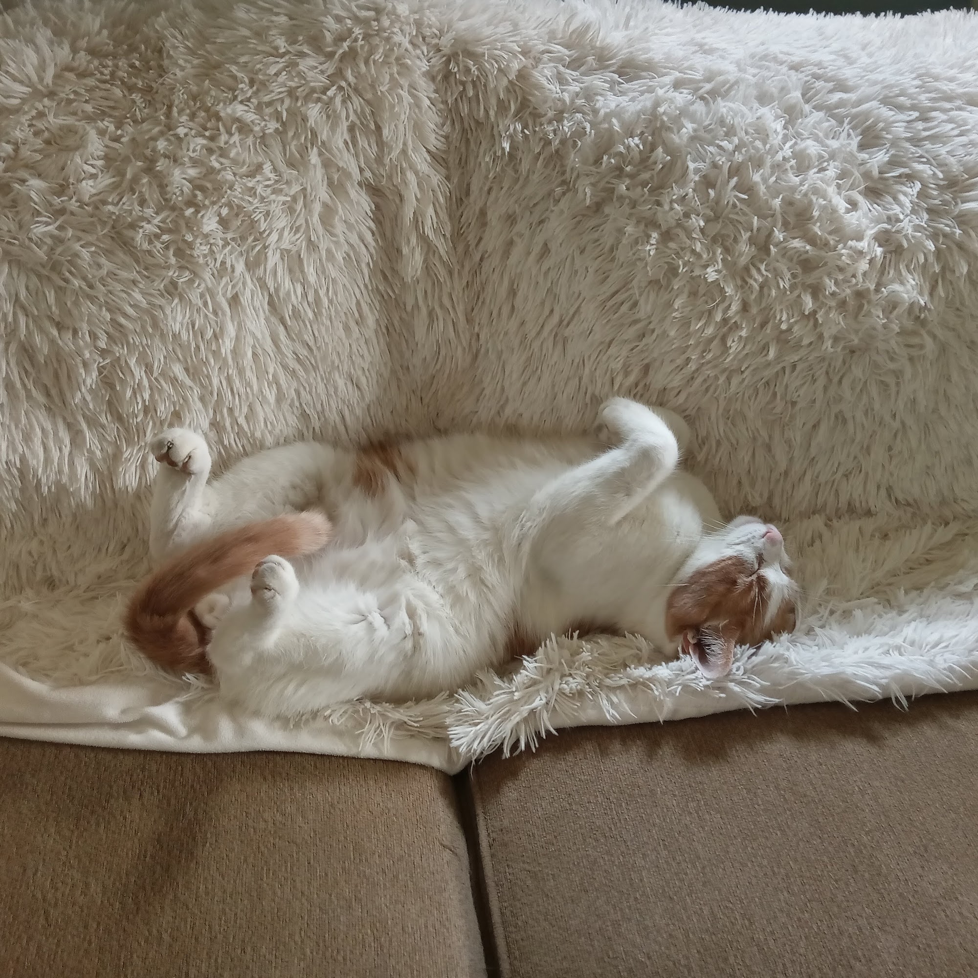 All Pets Animal Hospital Dayton