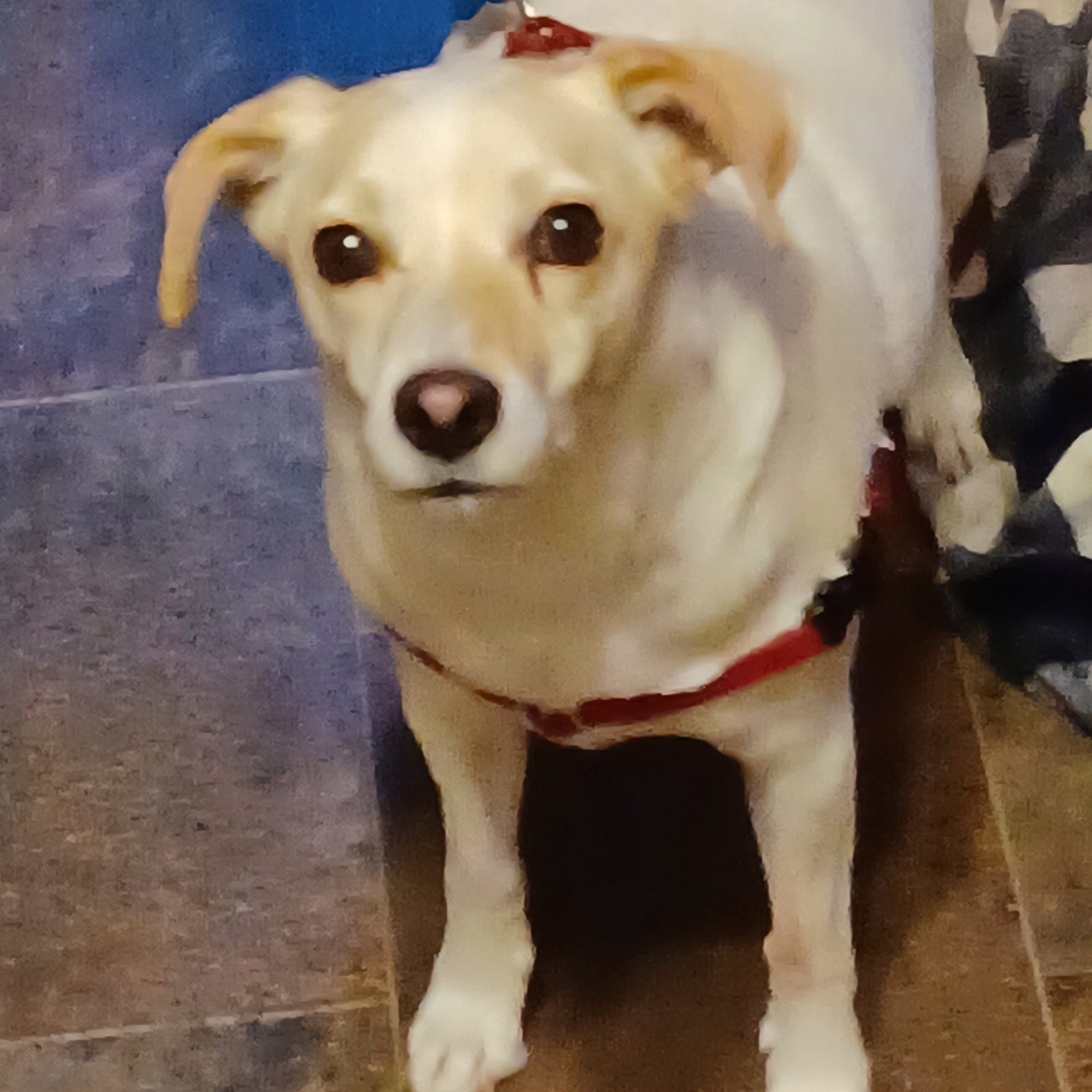 Shiloh Animal Hospital Inc Dayton