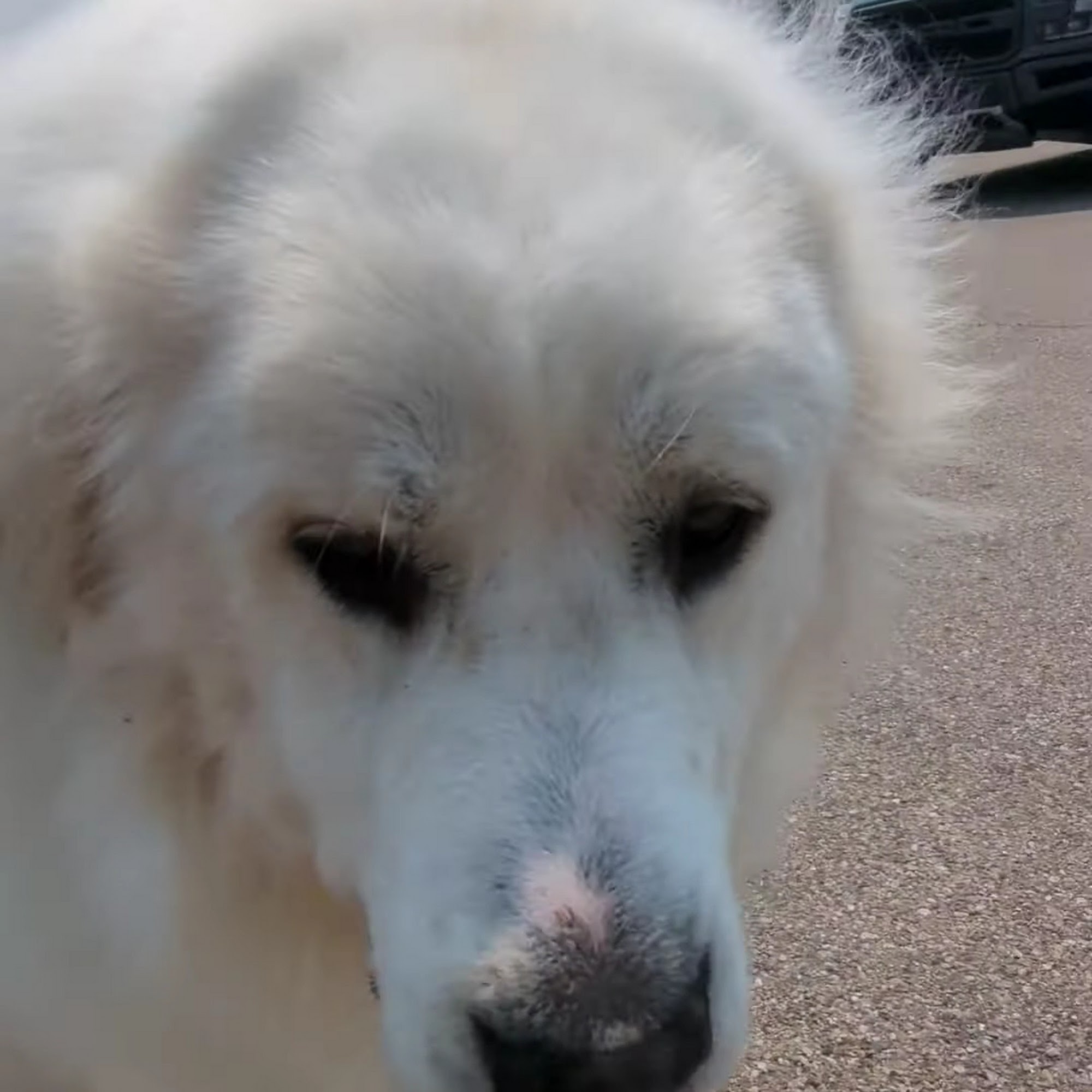 Pawsitively Perfect Grooming & Self Bathe Dayton