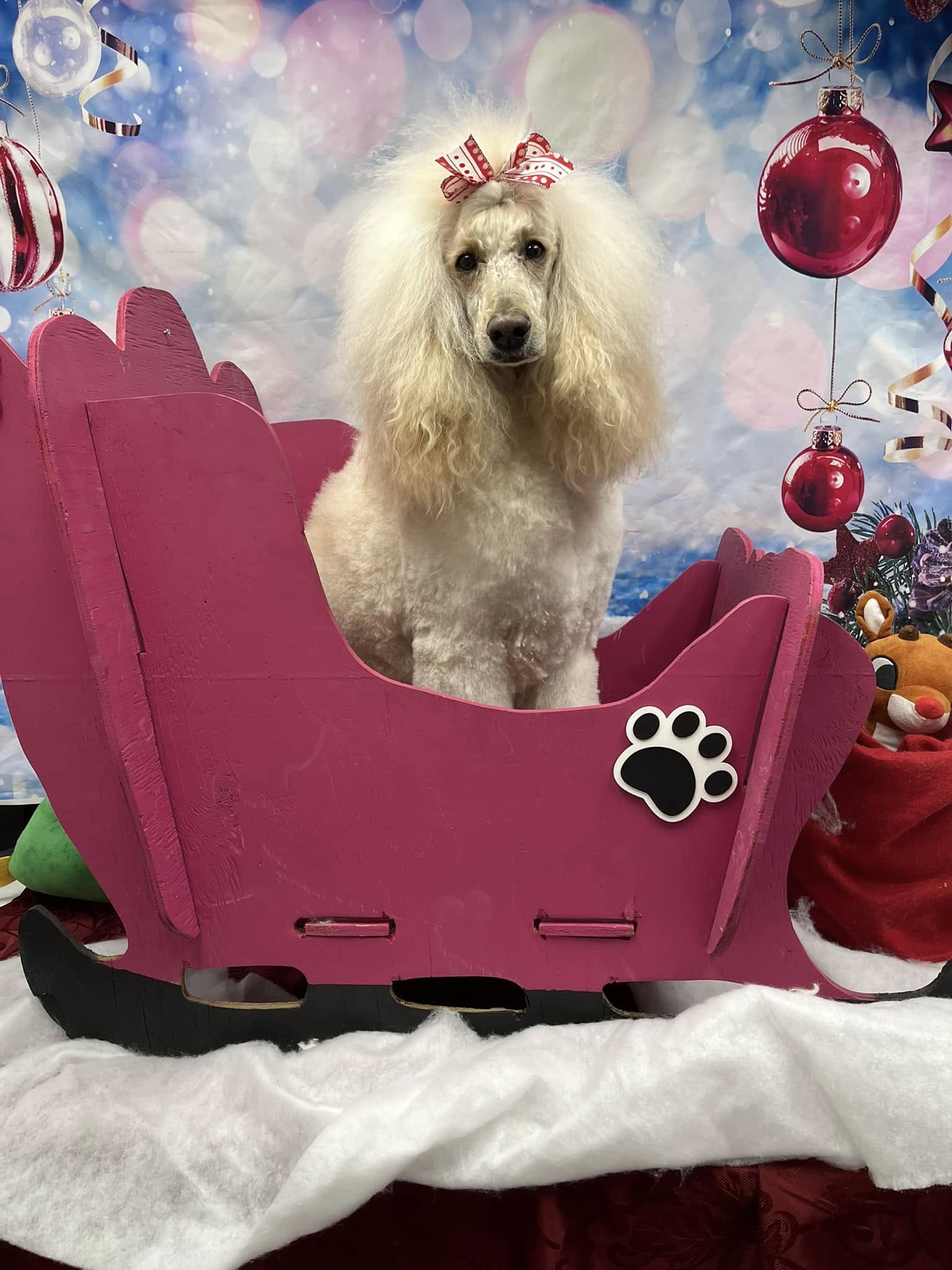 Bubbles N Bows Dayton