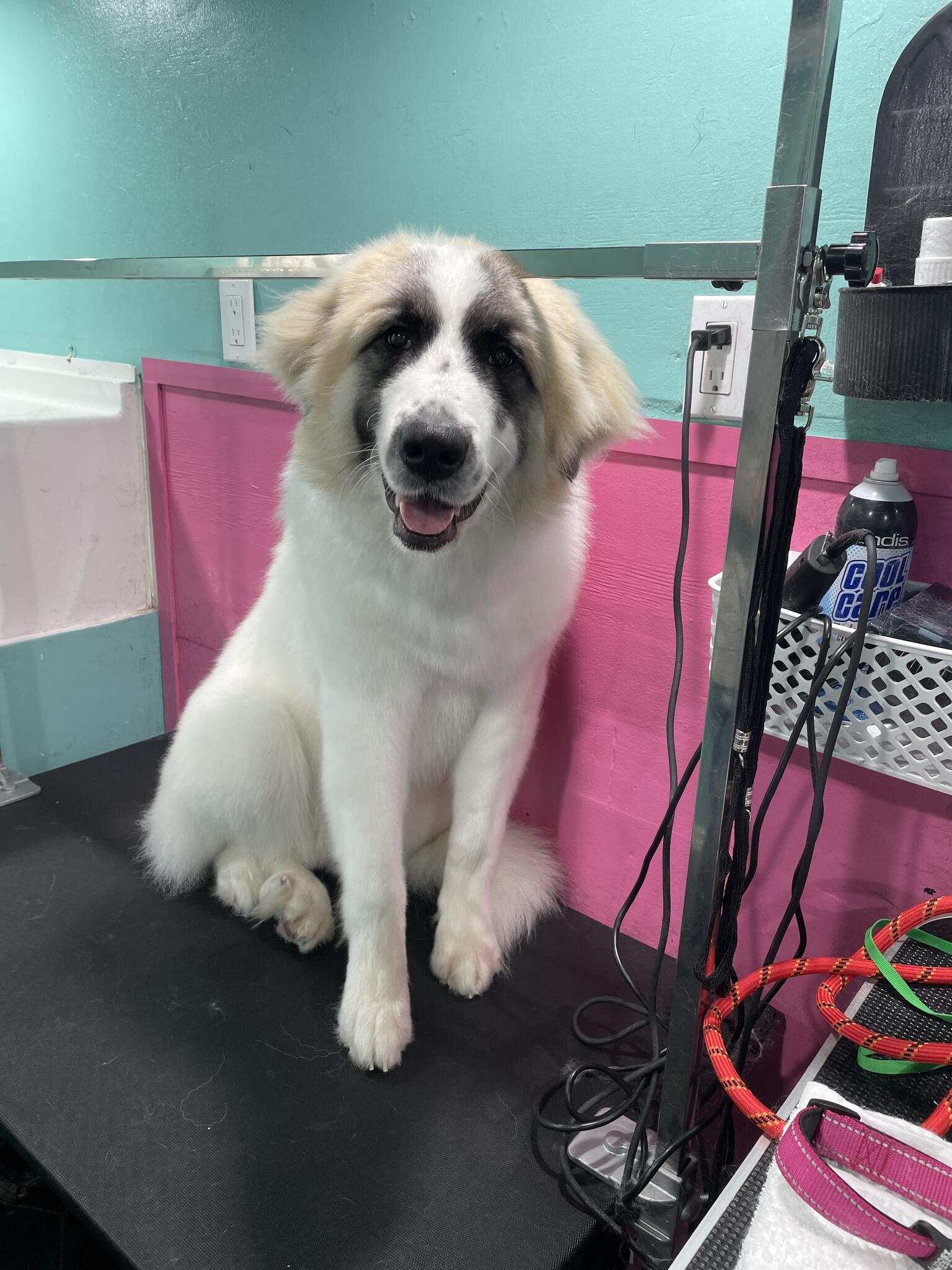 Pampered Pups Mobile Grooming Dayton