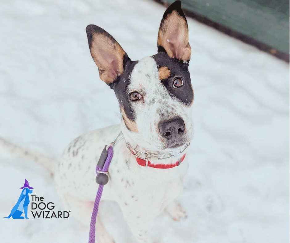 The Dog Wizard Dayton Dayton