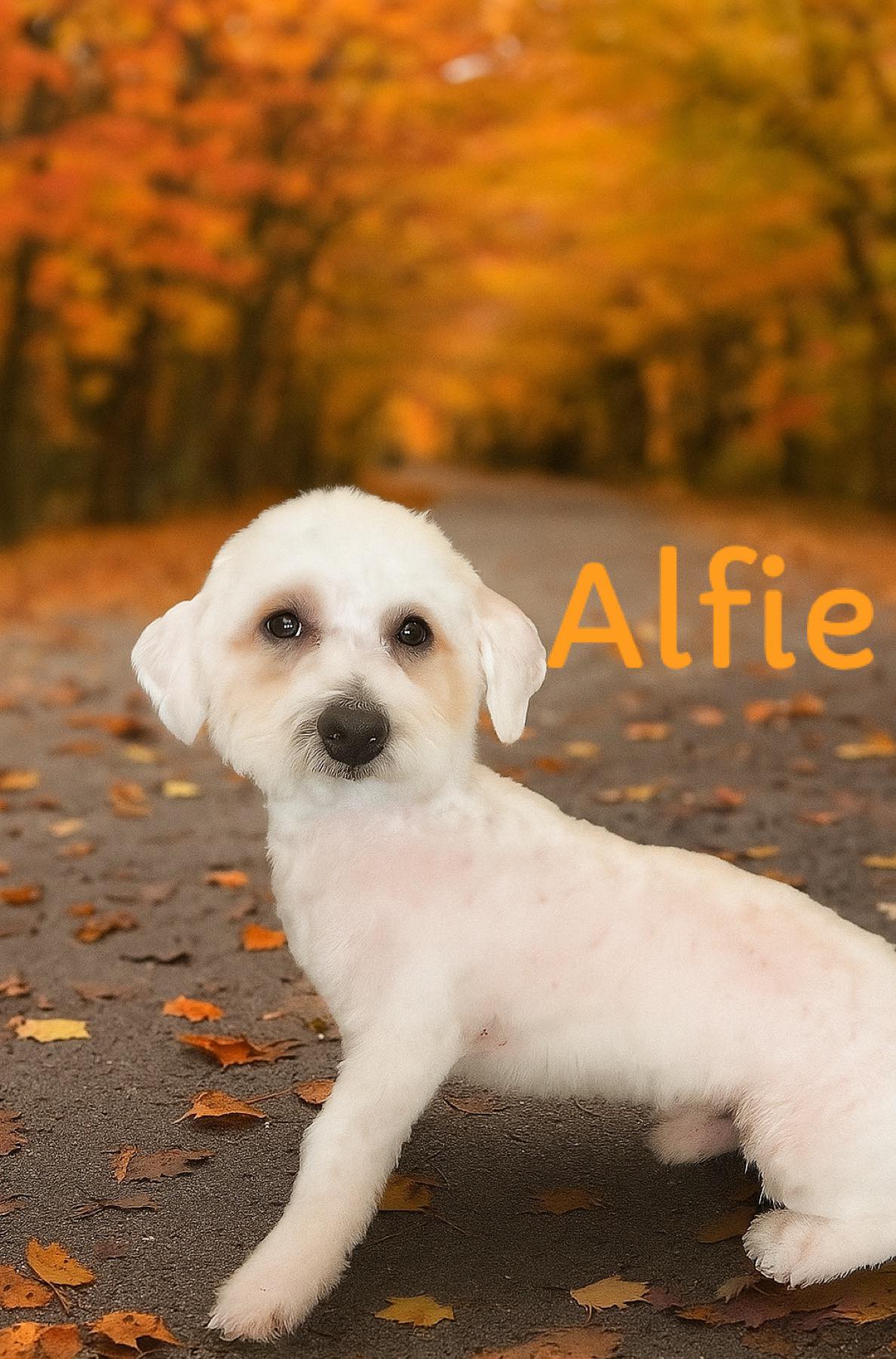 O'so Fresh Dog Grooming Dayton