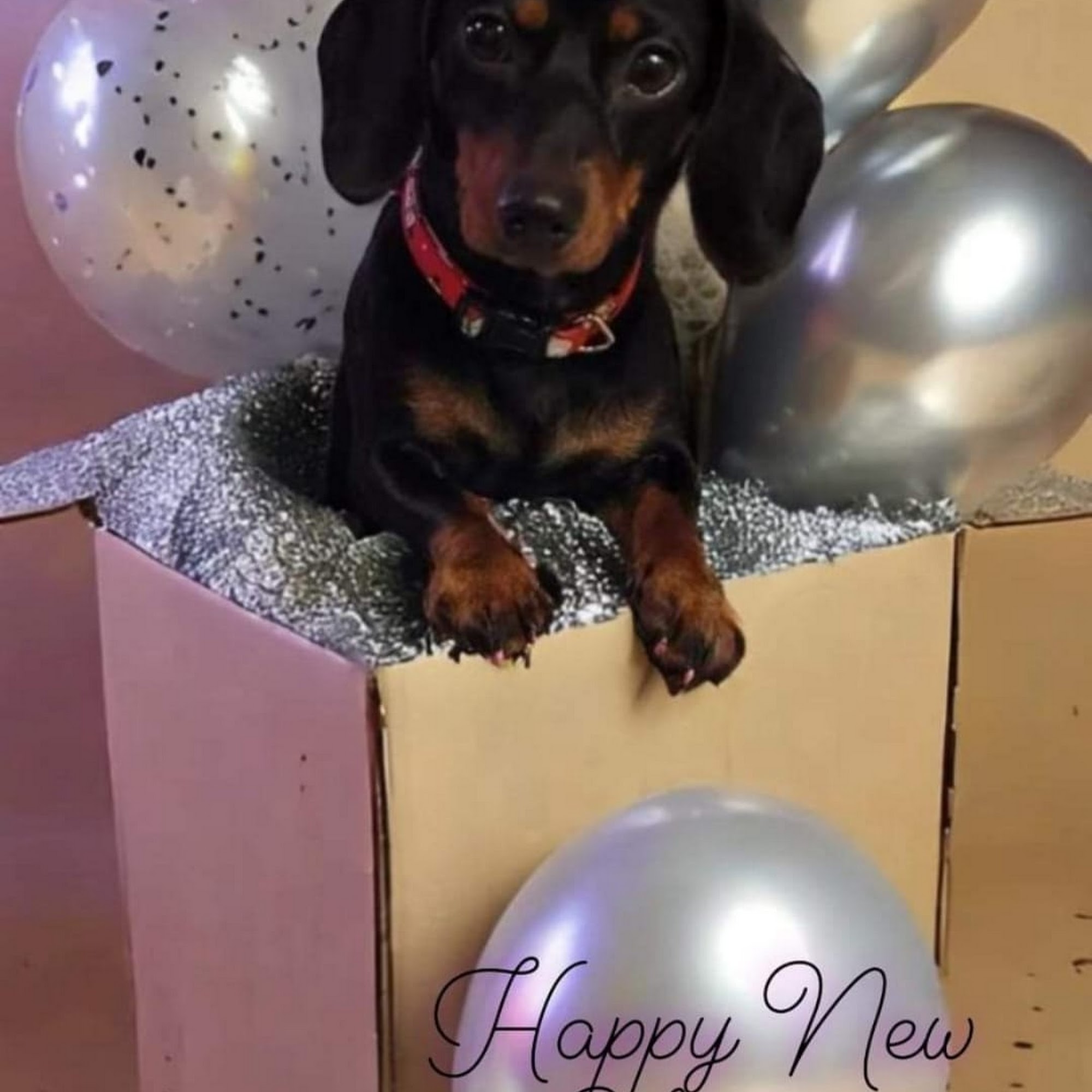 Gentle Touch Pet Grooming Dayton