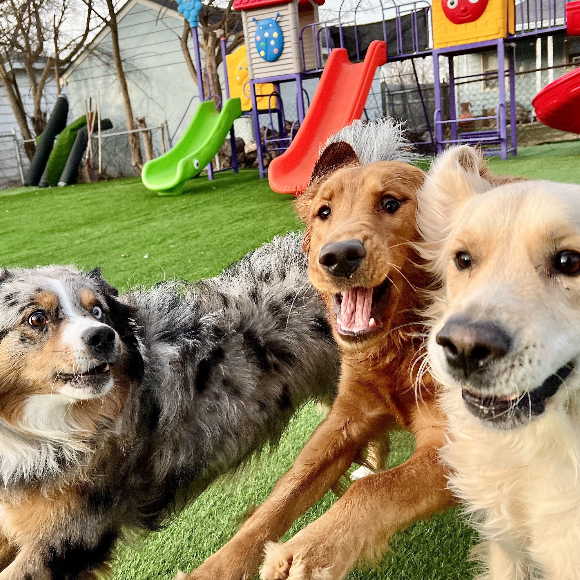 Dayton Pet Care Dayton