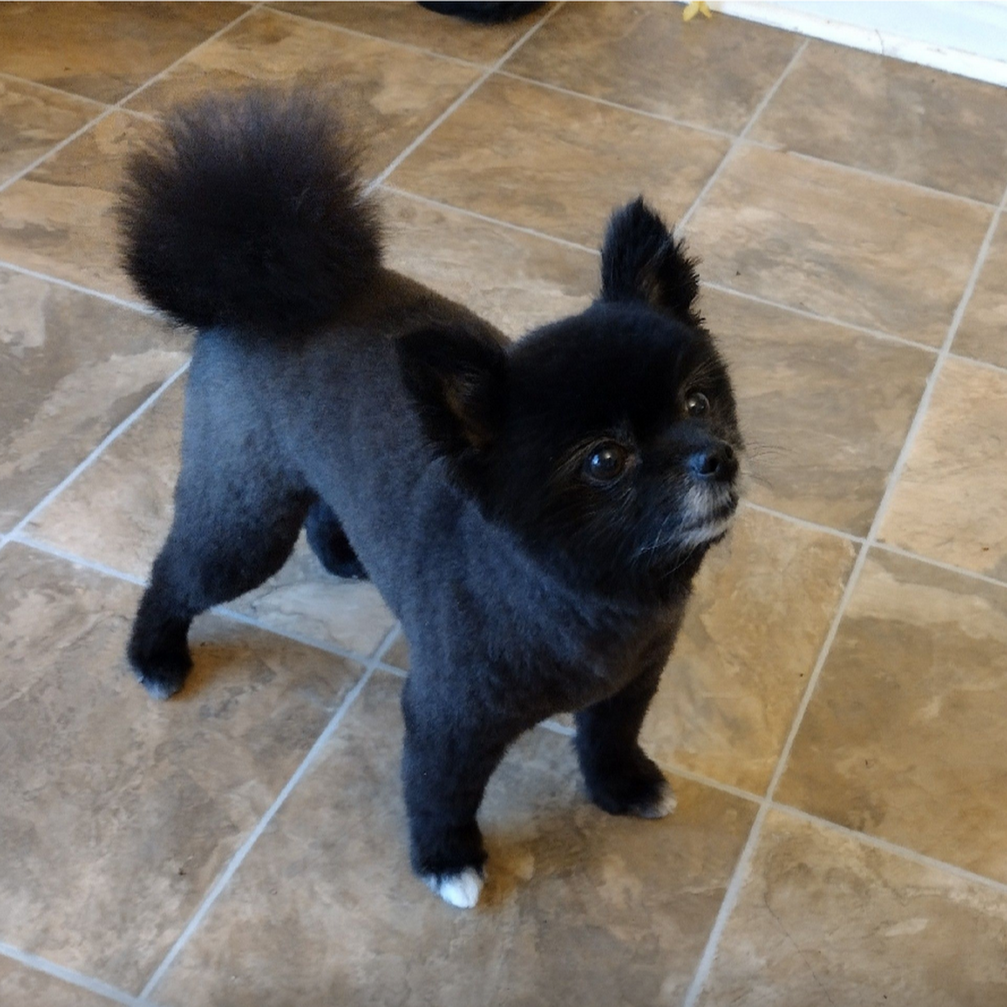 Ashley grooming pooch with durry dog puppy sub boutique