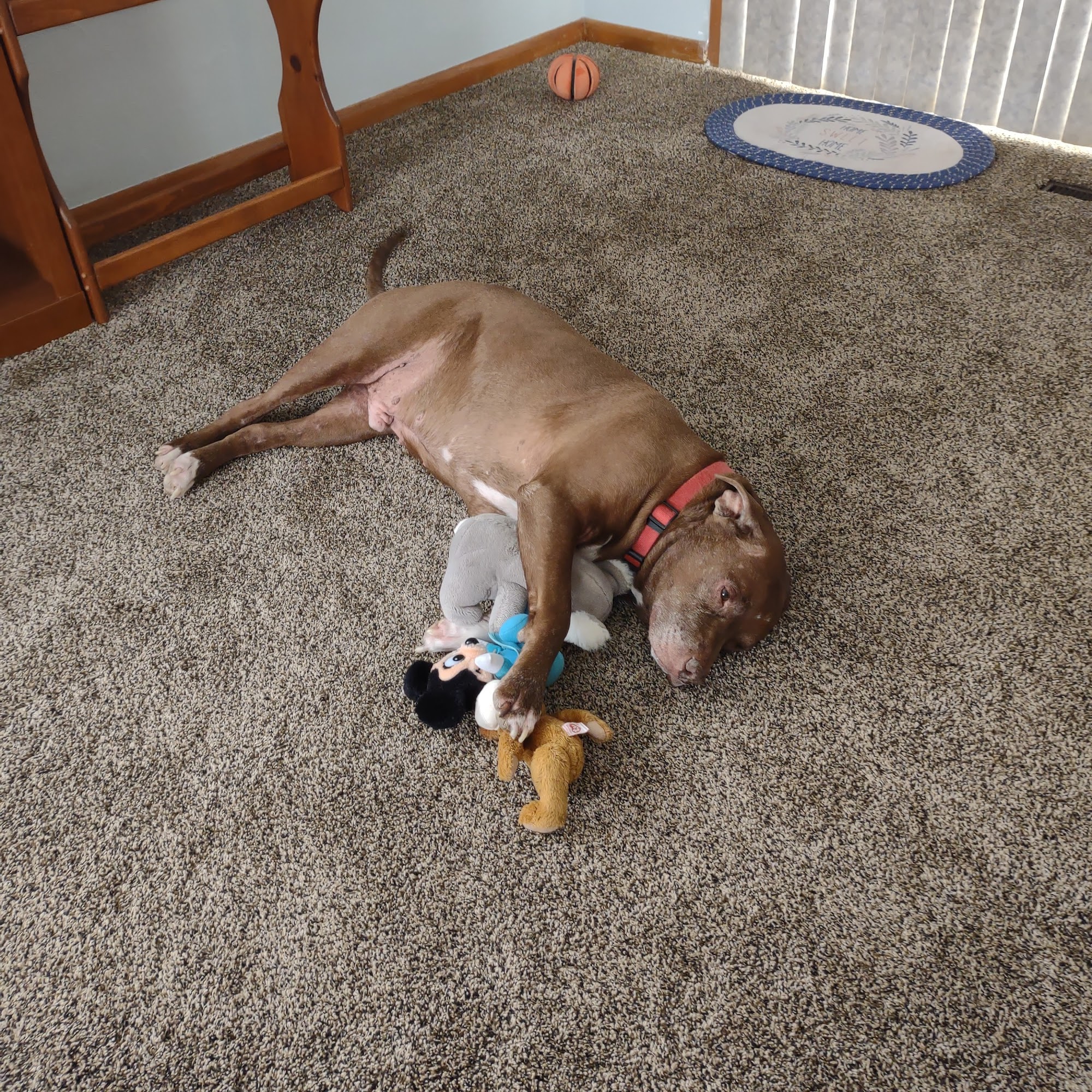 Defiance Area Animal Hospital Defiance