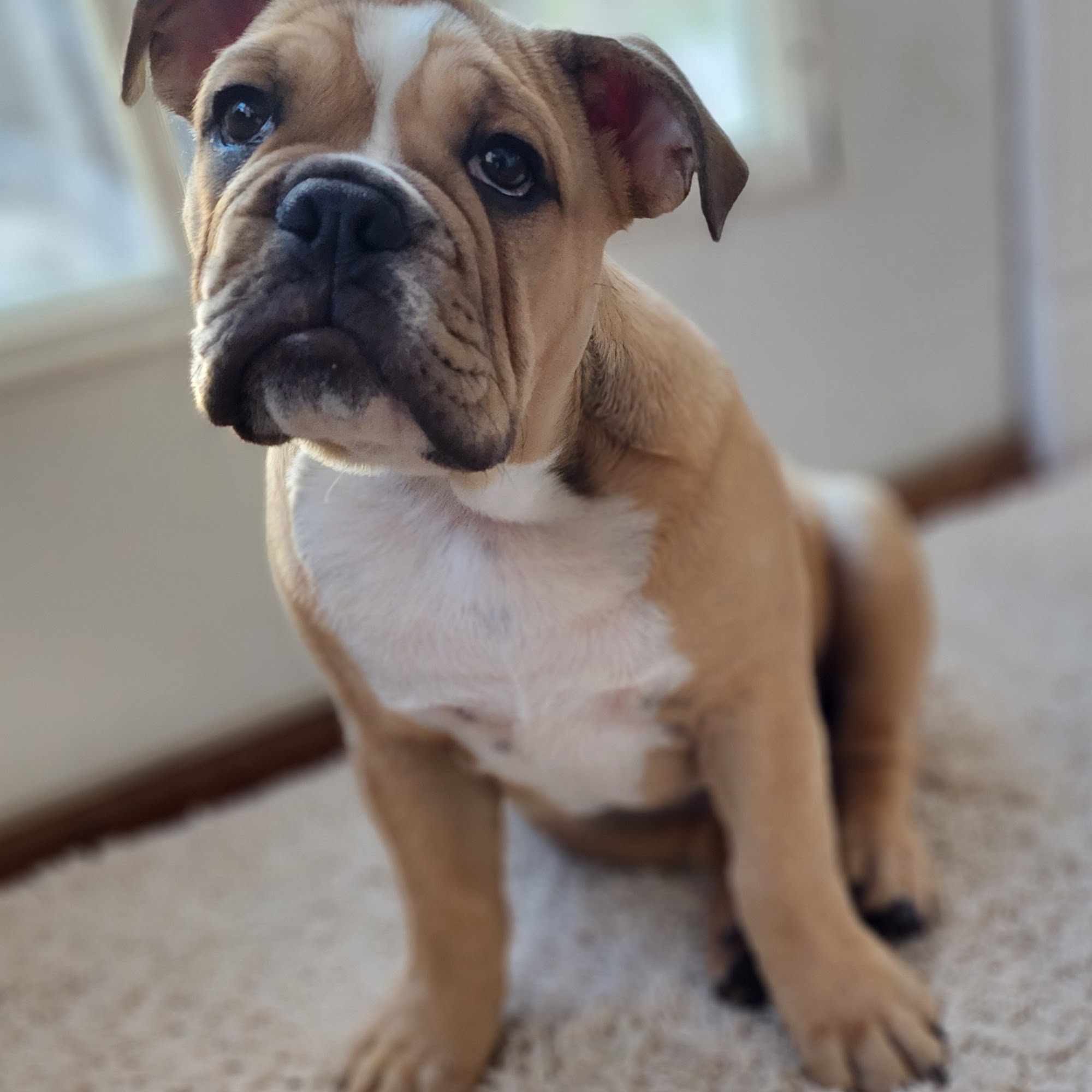 Defiance Veterinary Clinic Defiance