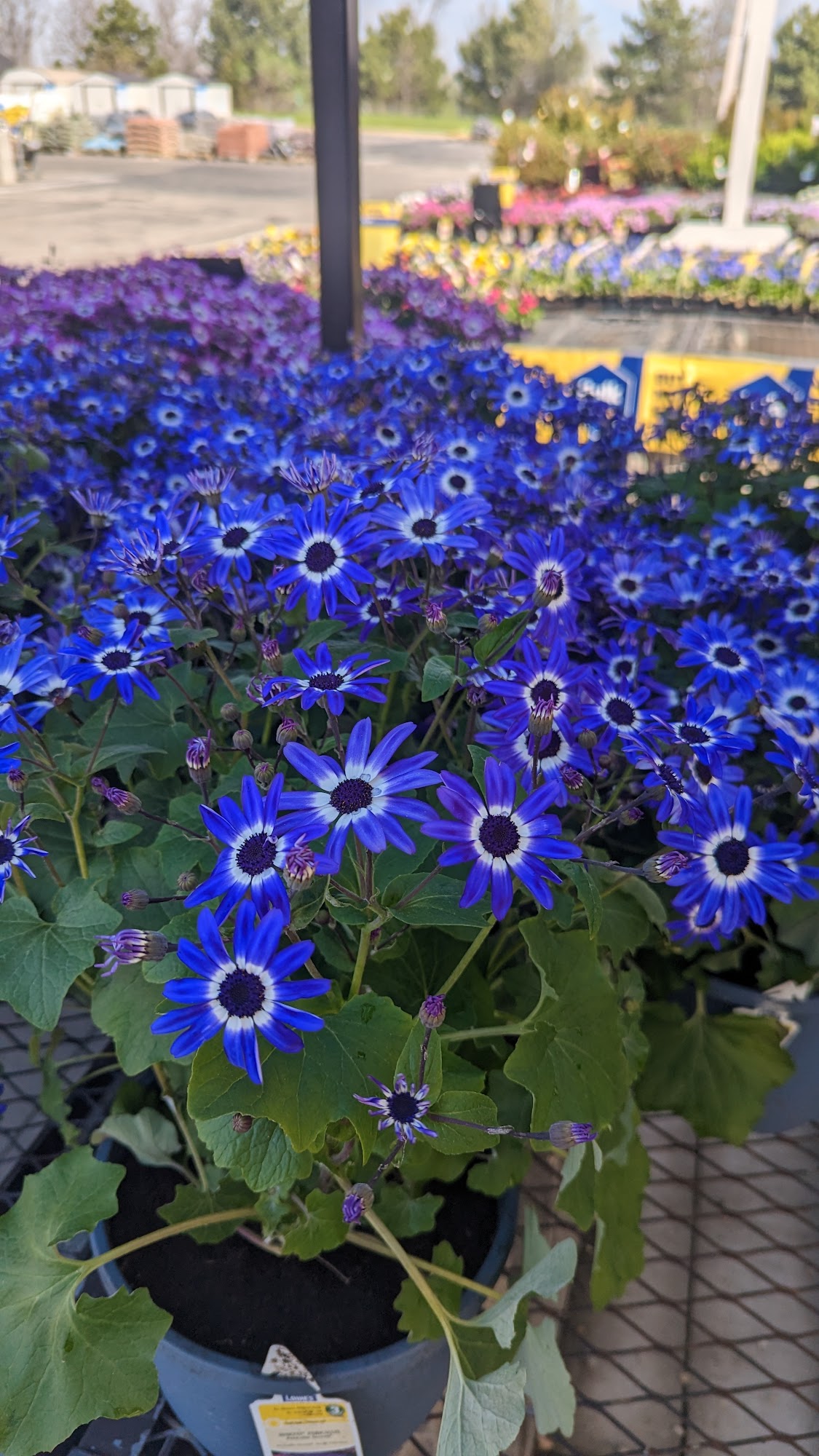 Lowe's Garden Center