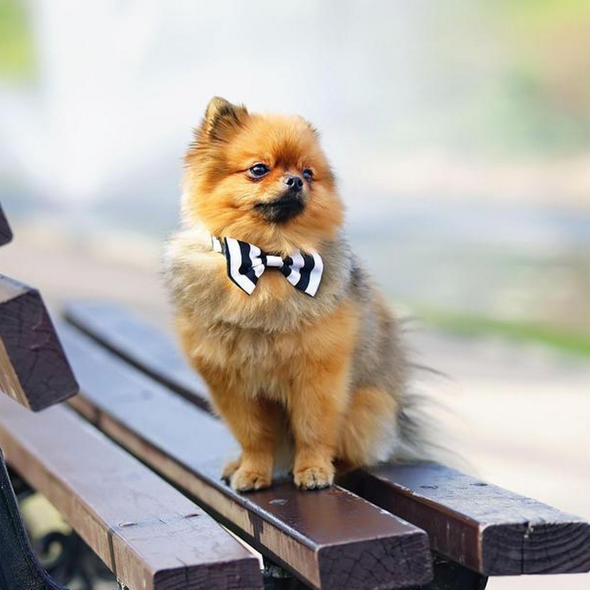 Just Dogs Grooming Salon Defiance