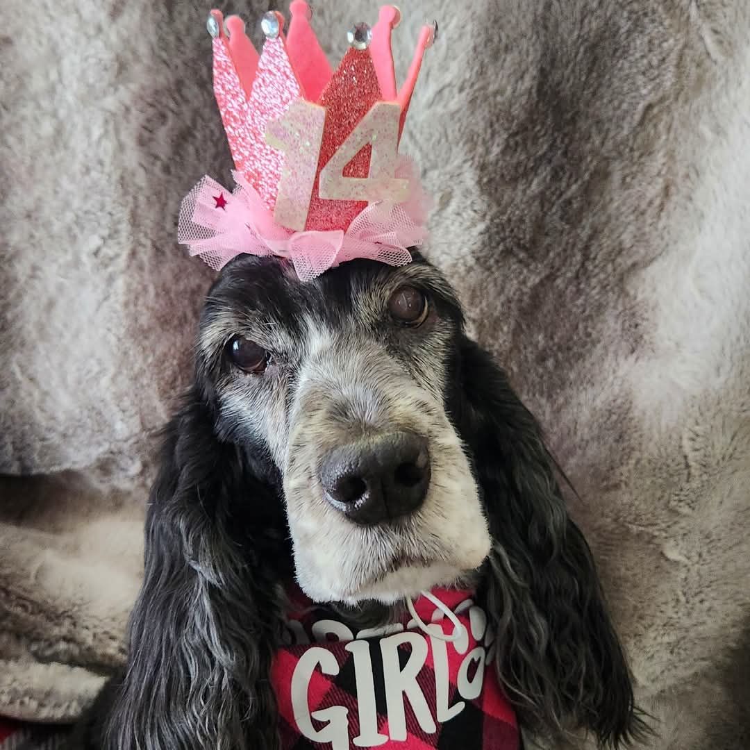 Just Dogs Grooming Salon Defiance