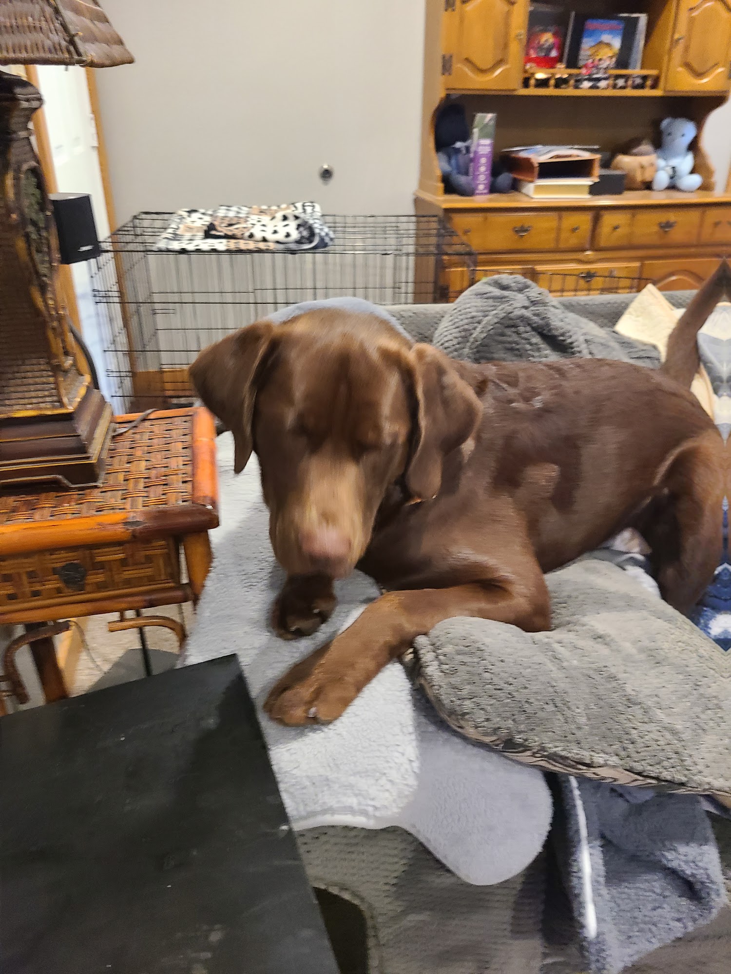 Kountry Kennel Defiance