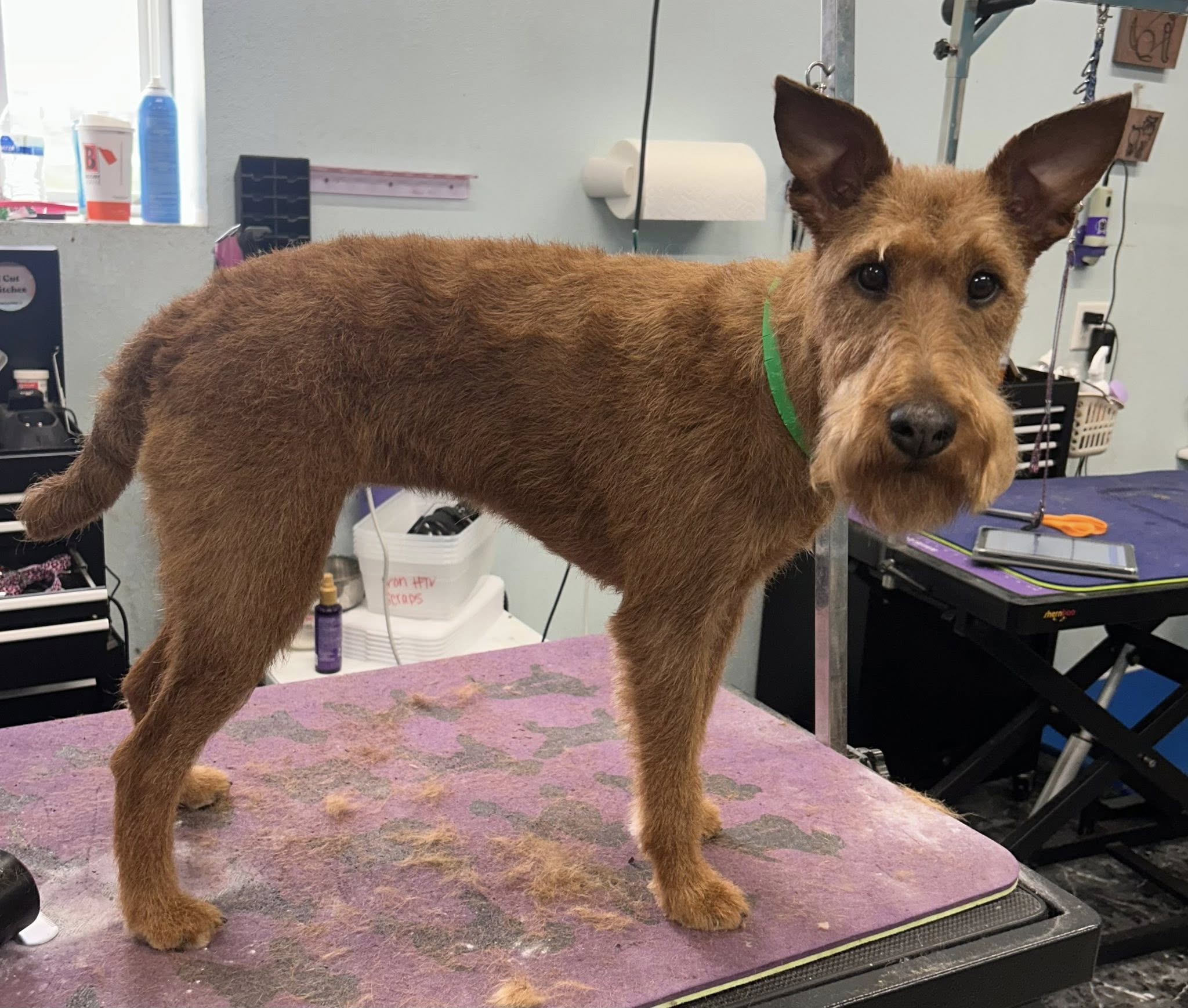 Pampered Paws Salon LLC Defiance