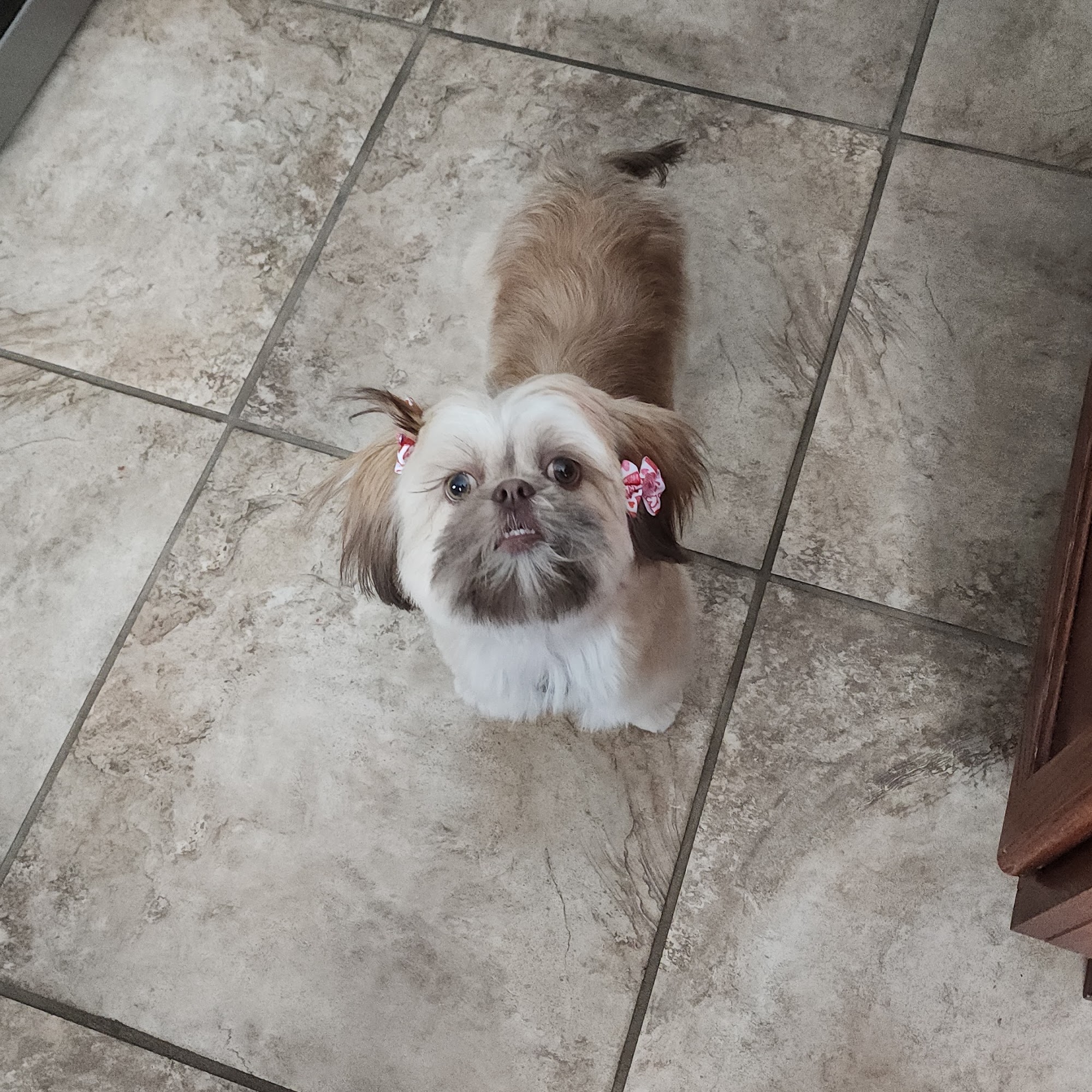 Pampered Paws Salon LLC Defiance