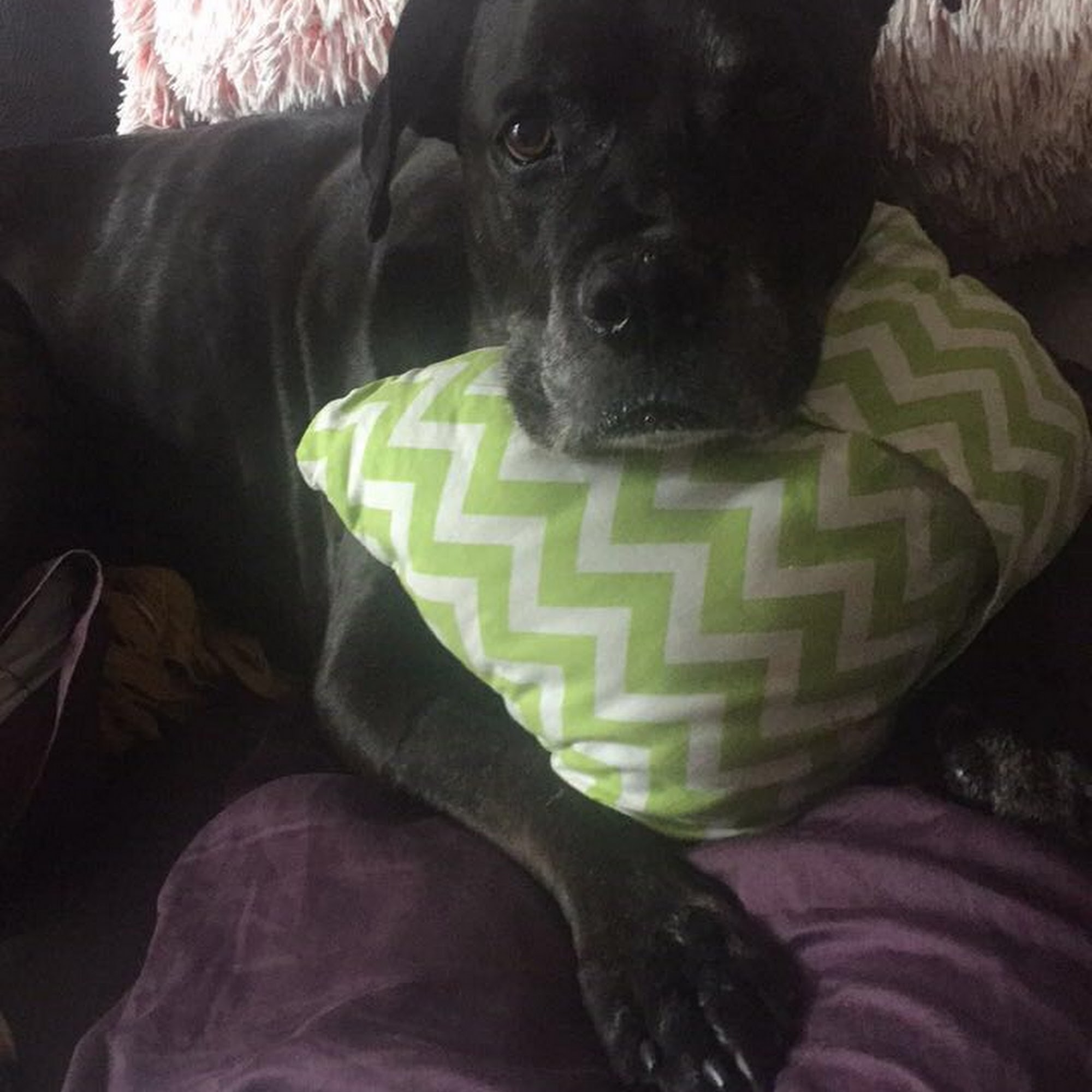 Vetcare Animal Wellness of Delaware LLC Delaware