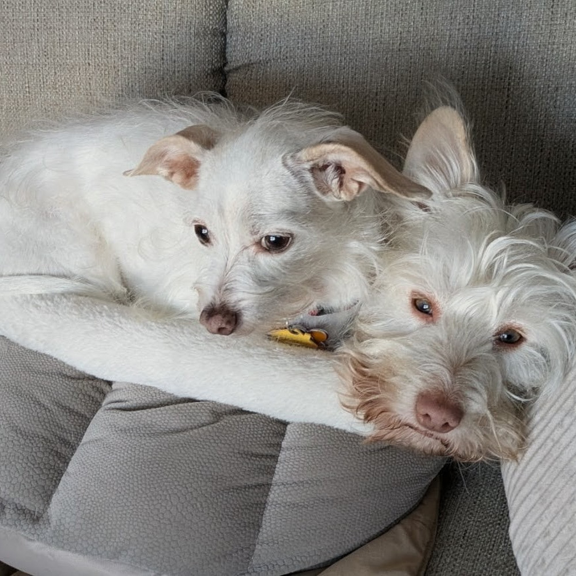 Oakside Animal Clinic Delaware