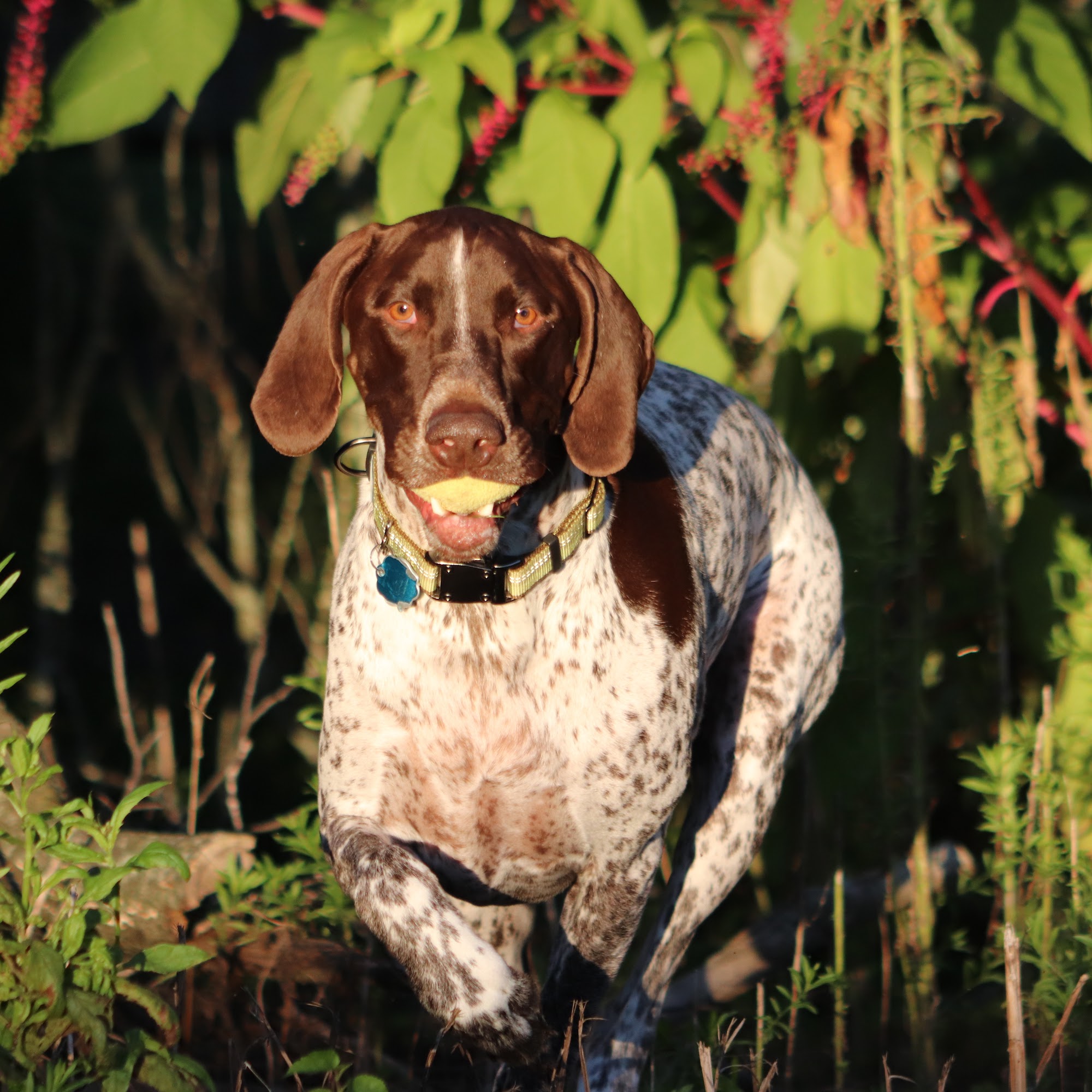 Cheshire Crossing Animal Hospital Delaware