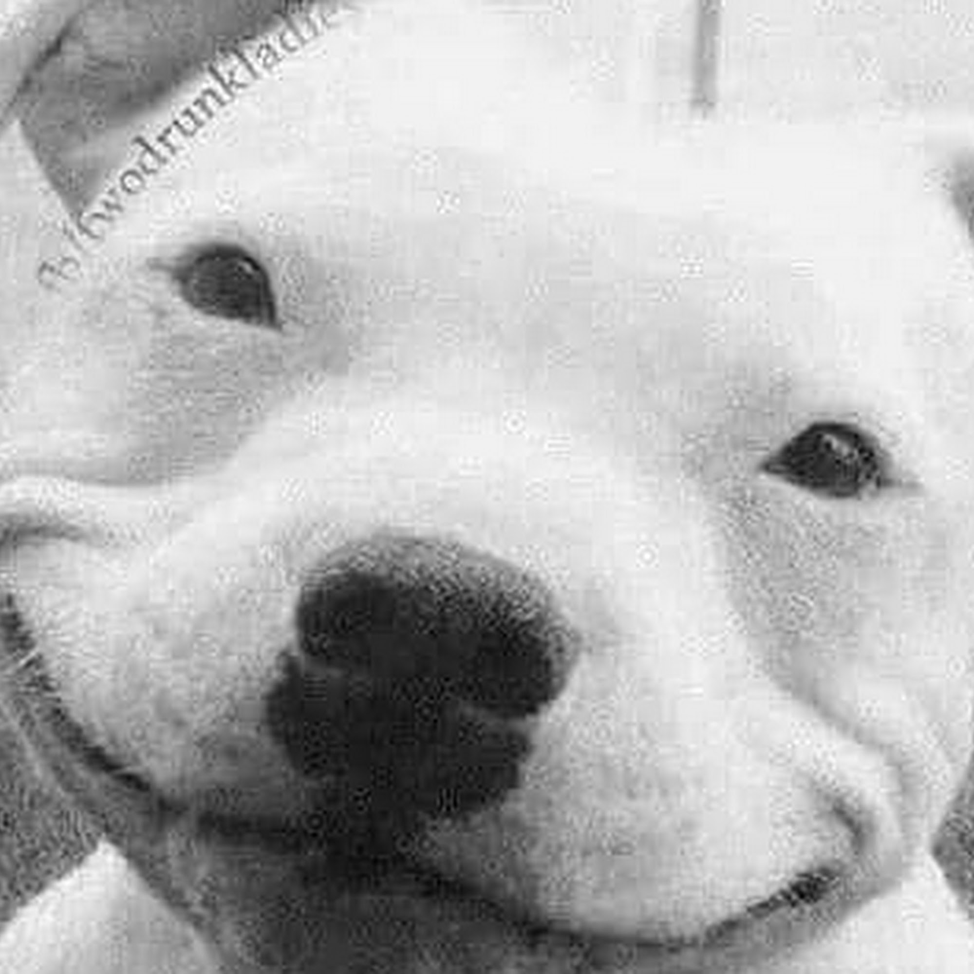 Humane Society of Delaware County Delaware