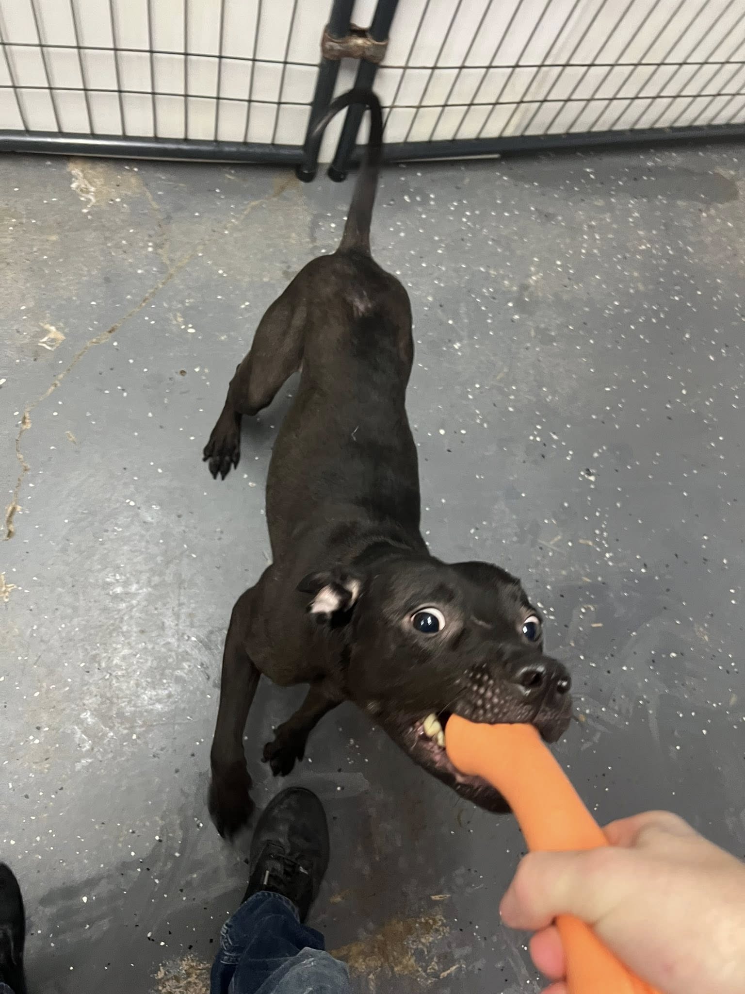 Fur The Love of Dog! Delaware