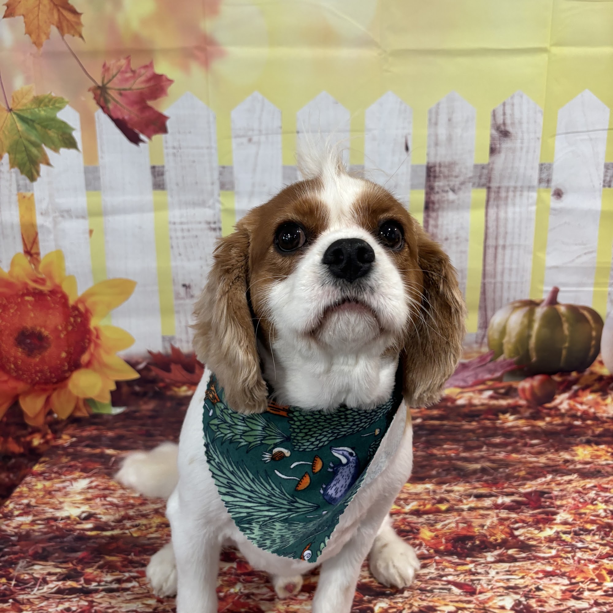 Cricket's K9 Clips Delaware