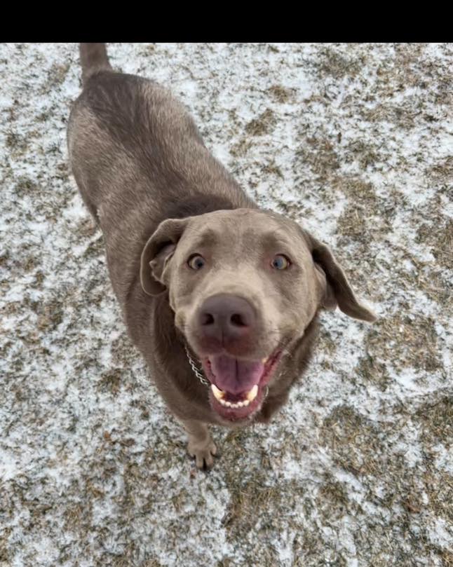 The Animal House of Delphos Ohio LLC Delphos