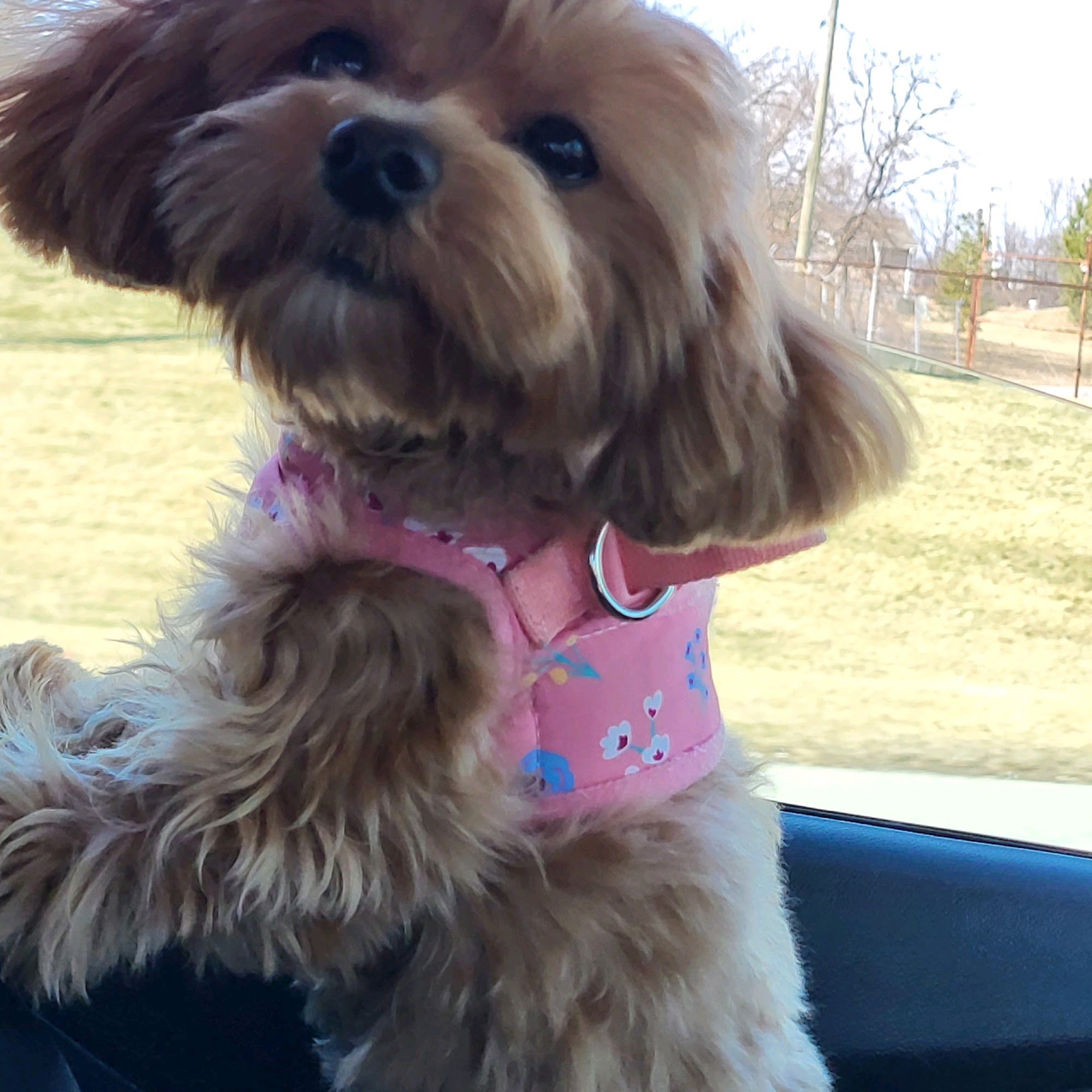 KAC'S Kountry Kuts Fur K9's Delphos