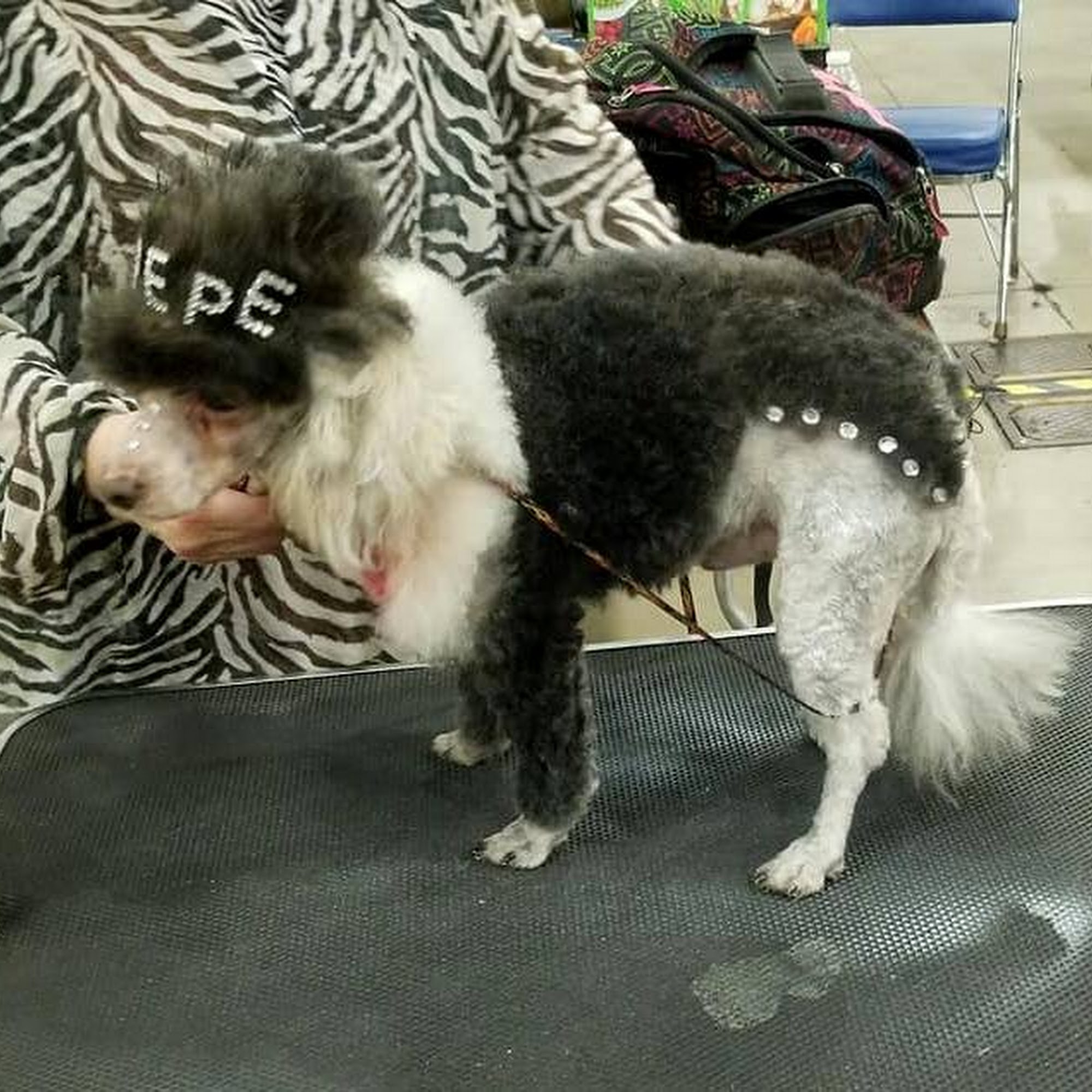 Brenda's Cuddles & Cuts Delphos