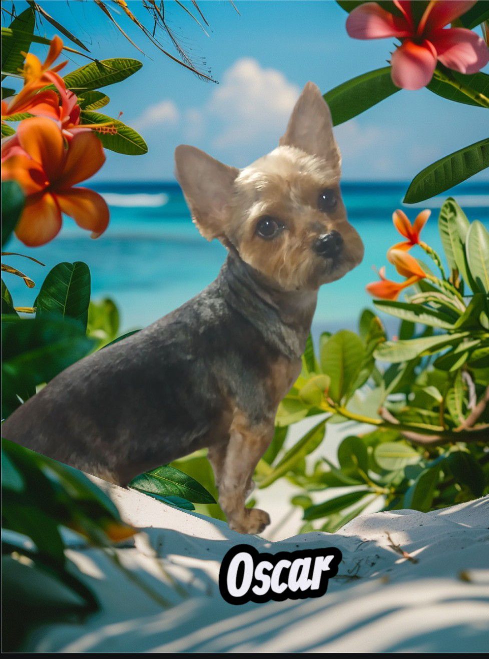 Brenda's Cuddles & Cuts Delphos