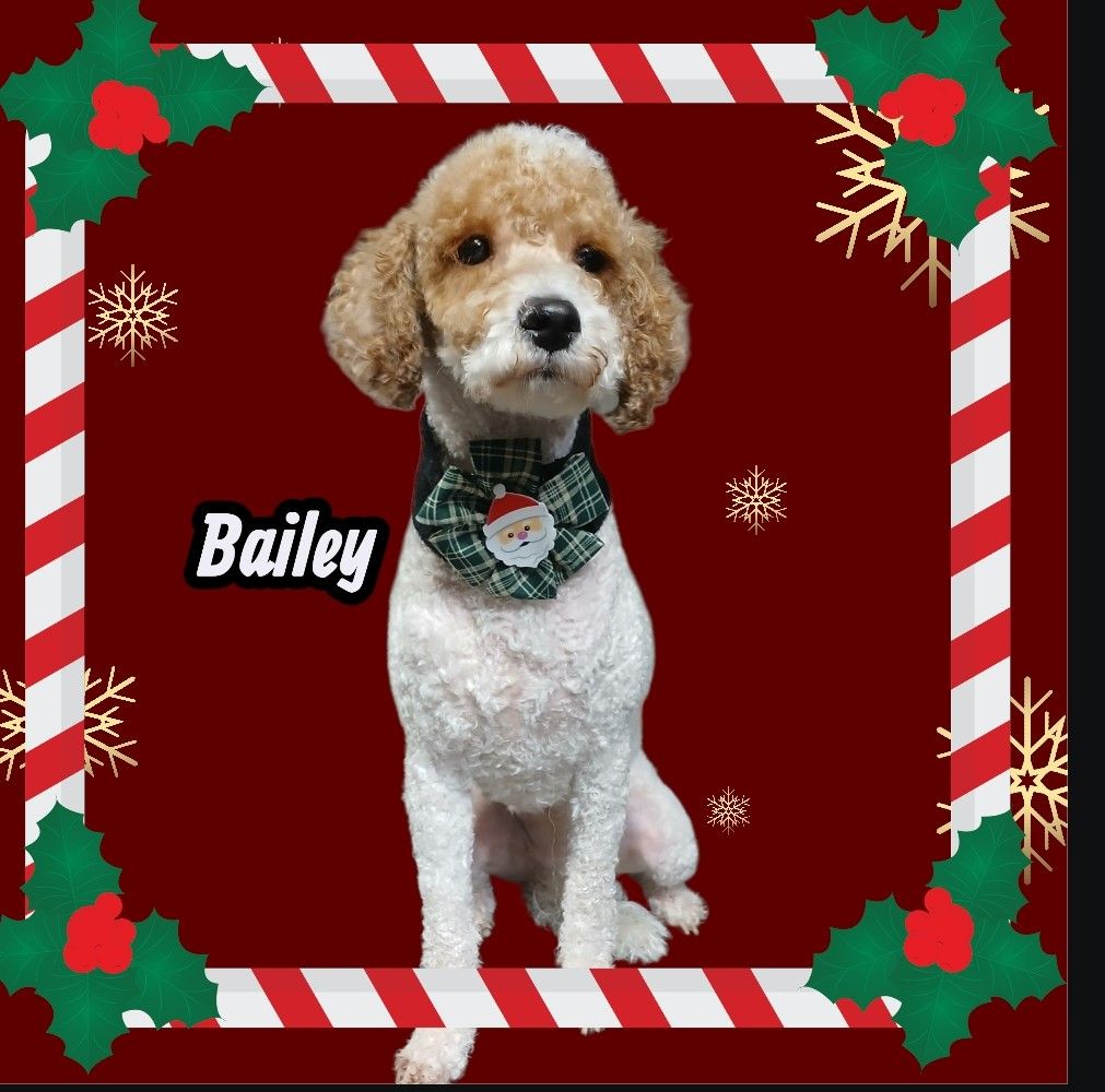 Brenda's Cuddles & Cuts